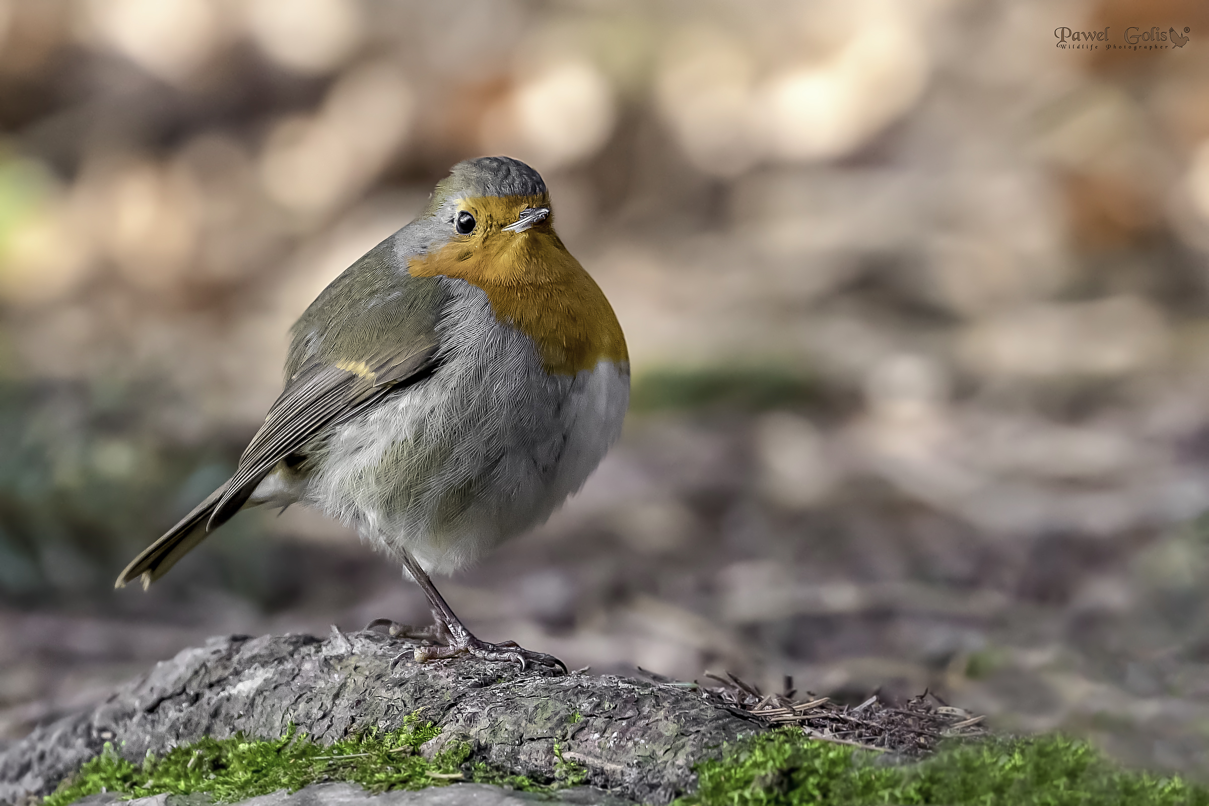 Pettirosso europeo (Erithacus rubecula)