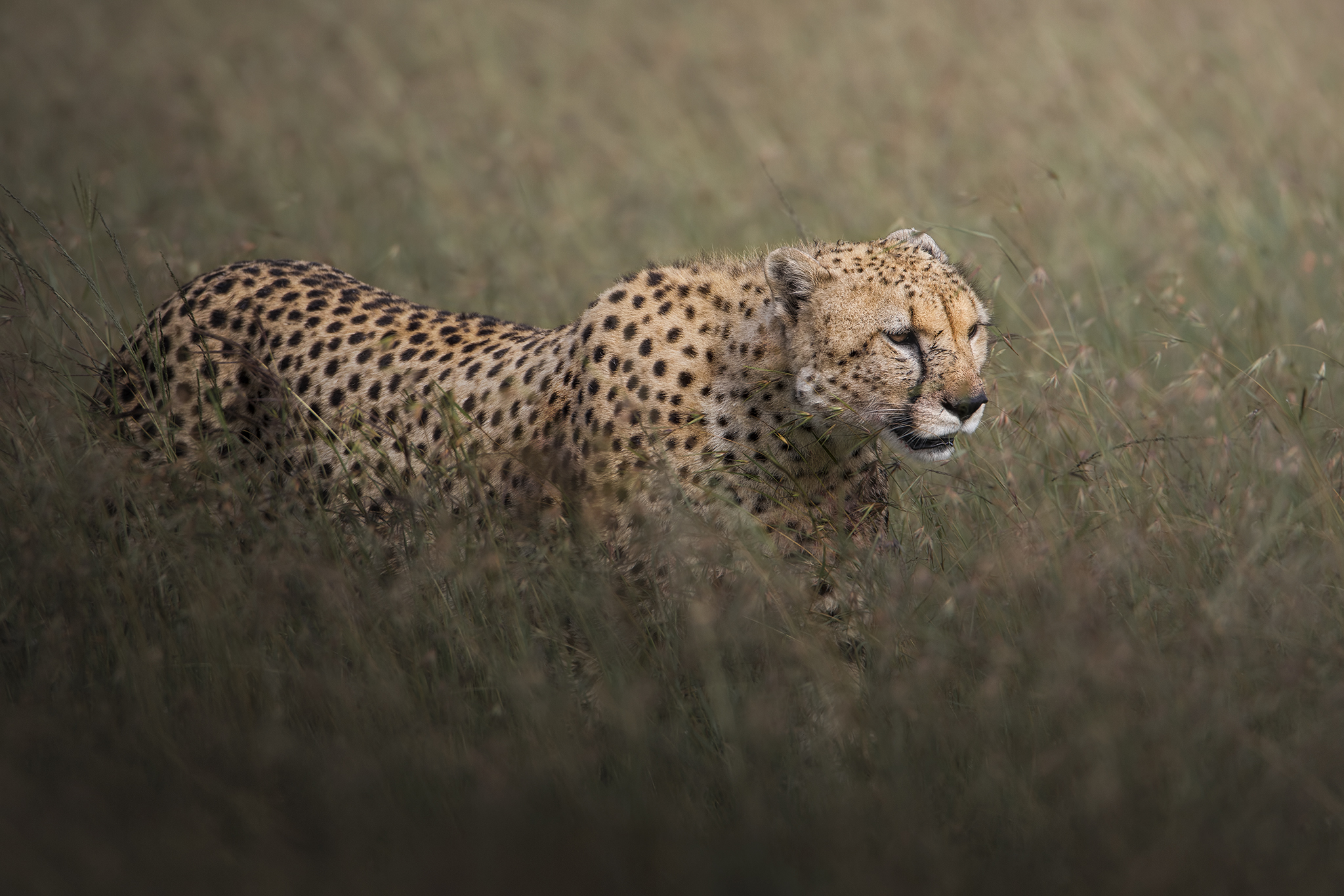 Walking with the Cheetah