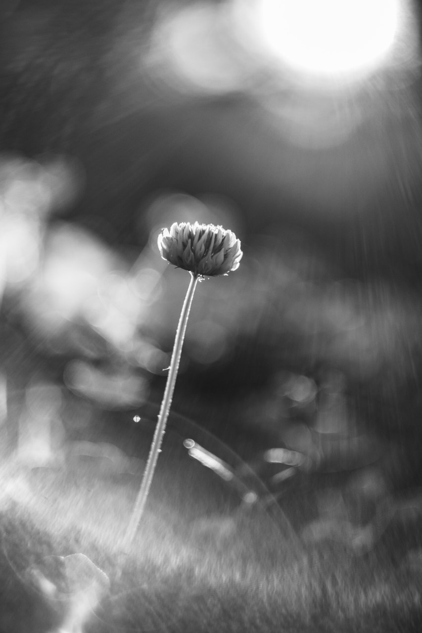 Macros from the garden