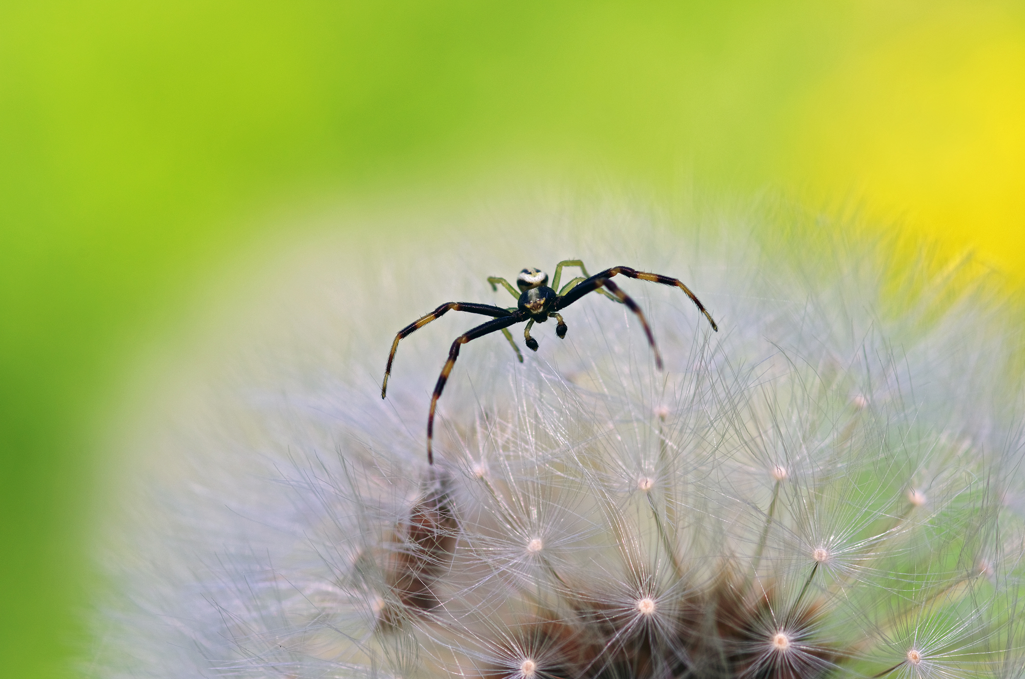 Waiting on the head of the head