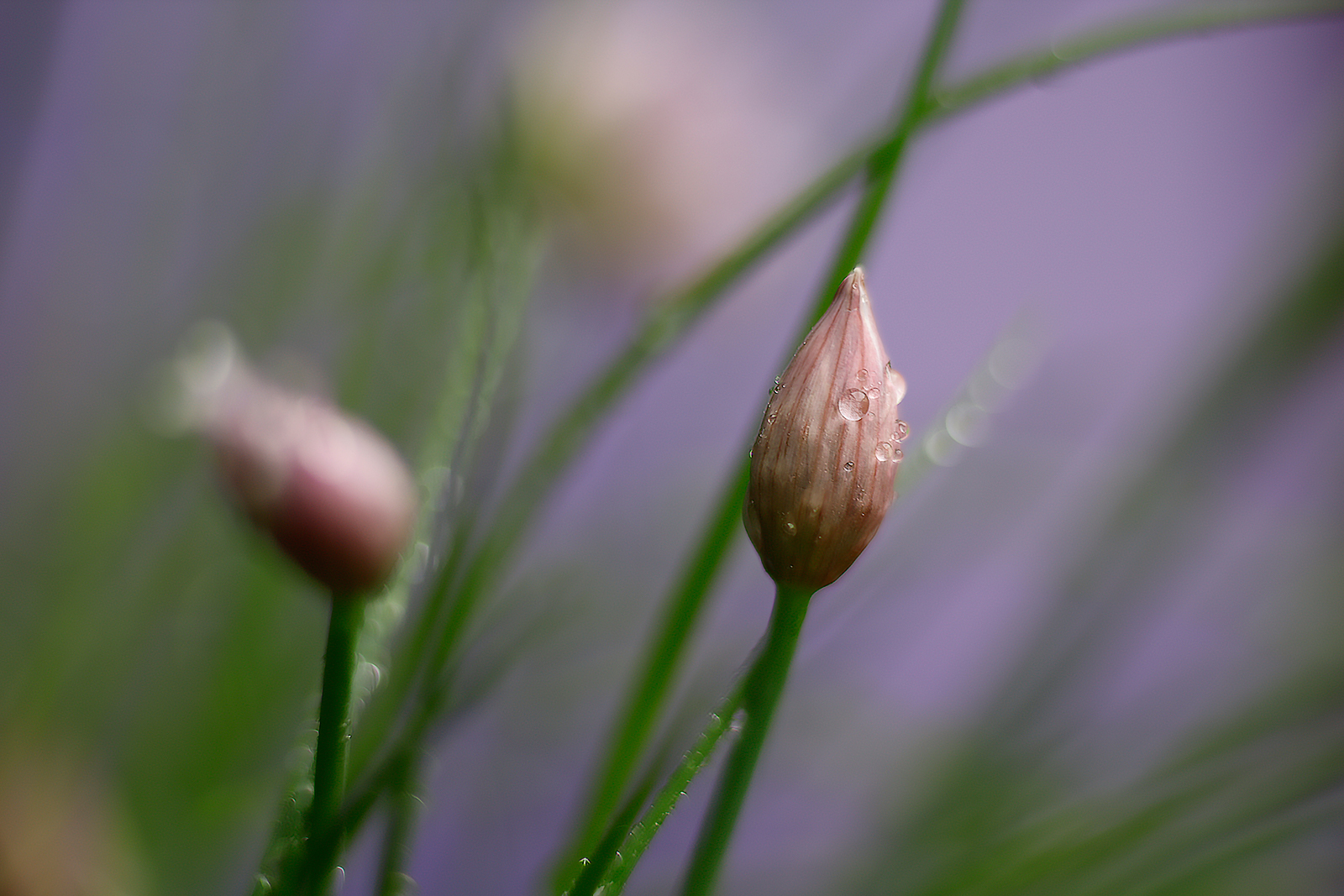 Dew on "Allium schoenoprasum" in bud.