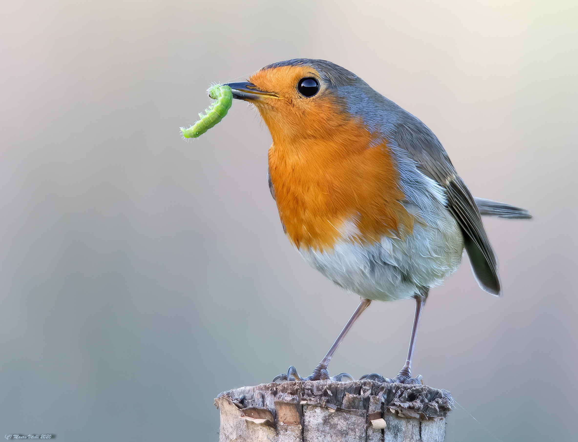 Robin (Erithacus rubecula)