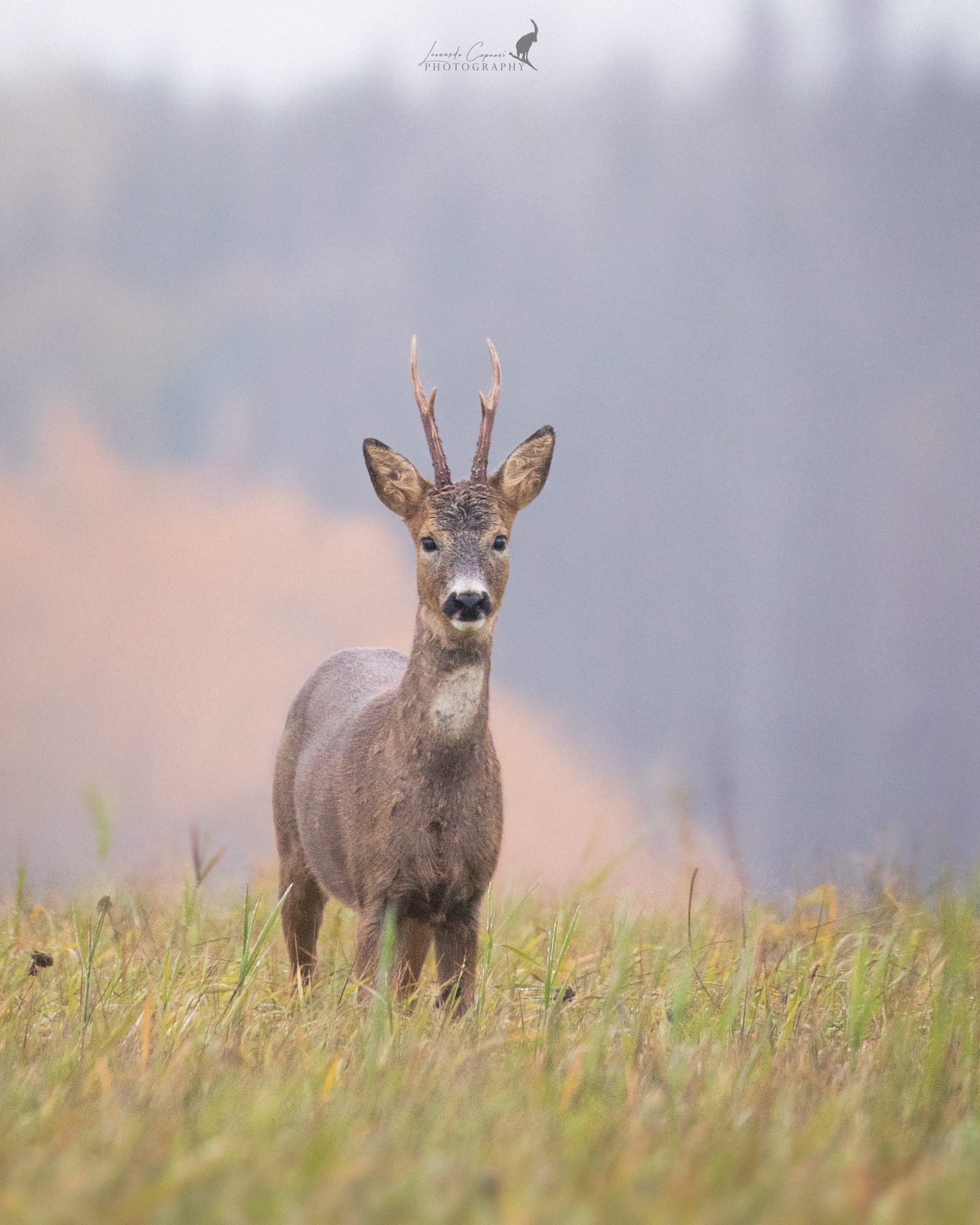 Selettori / browsers.