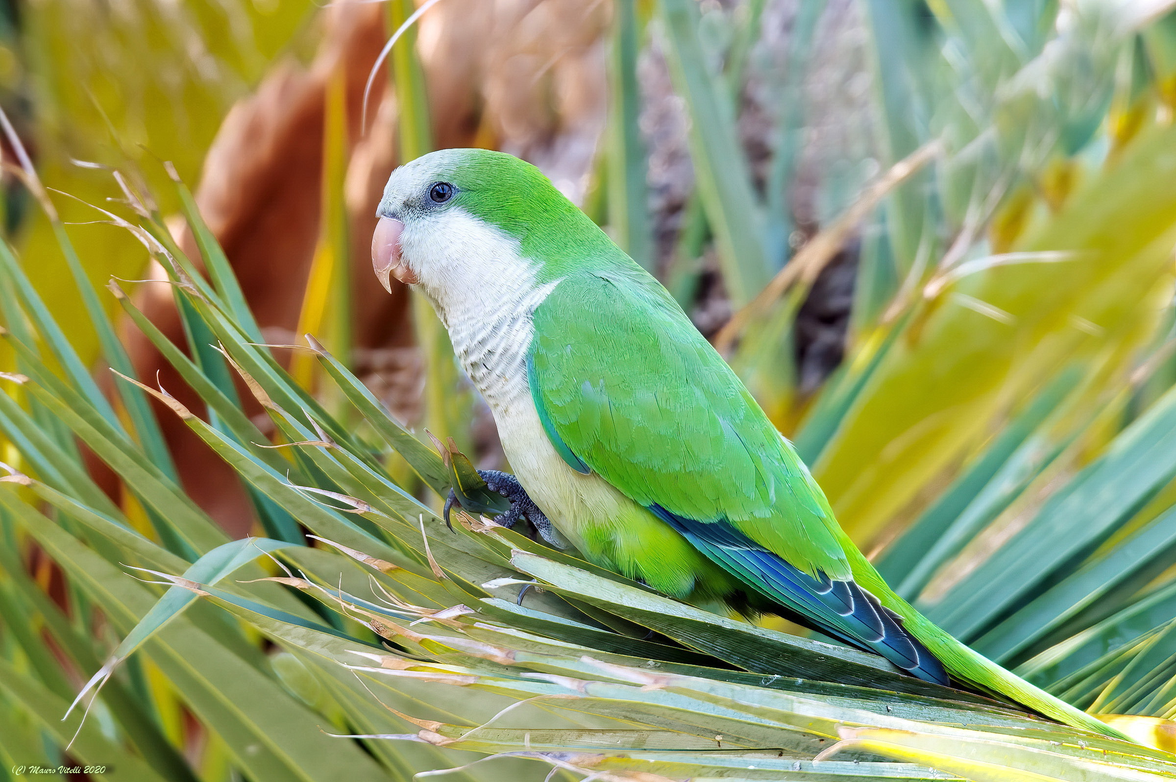 Monaco (Myopsitta monachus)