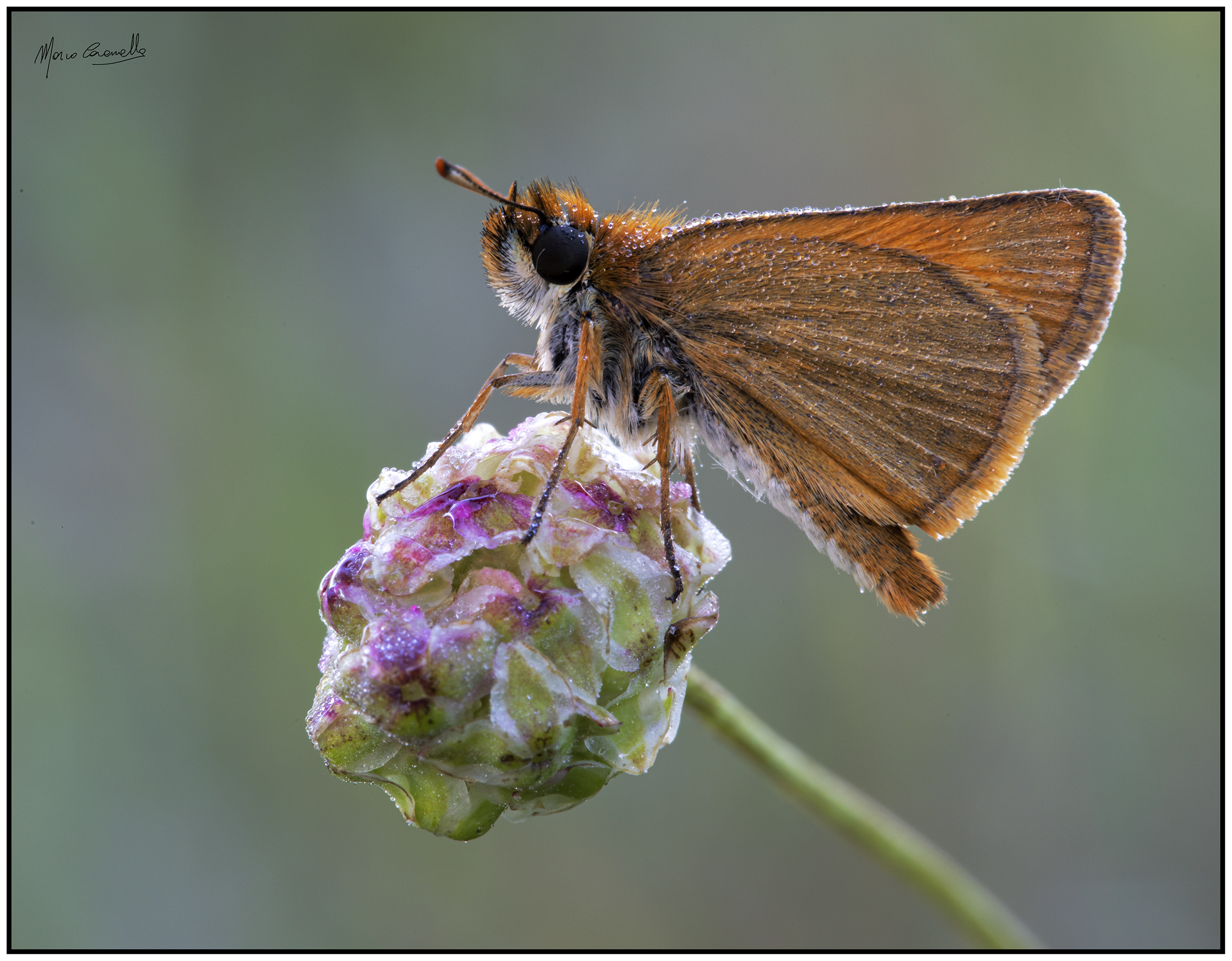 Thymelicus sylvestris