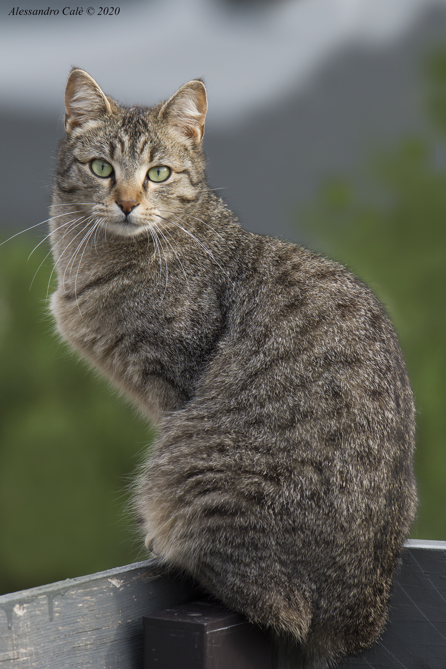 Toronto l'equilibrista 6973