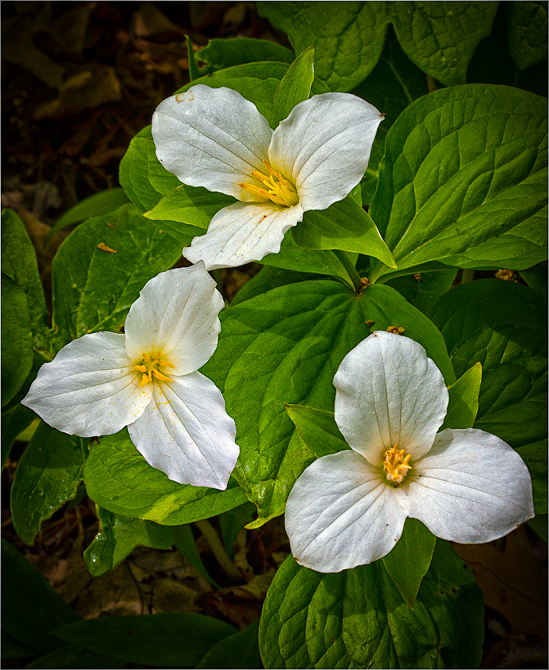 Trilliums