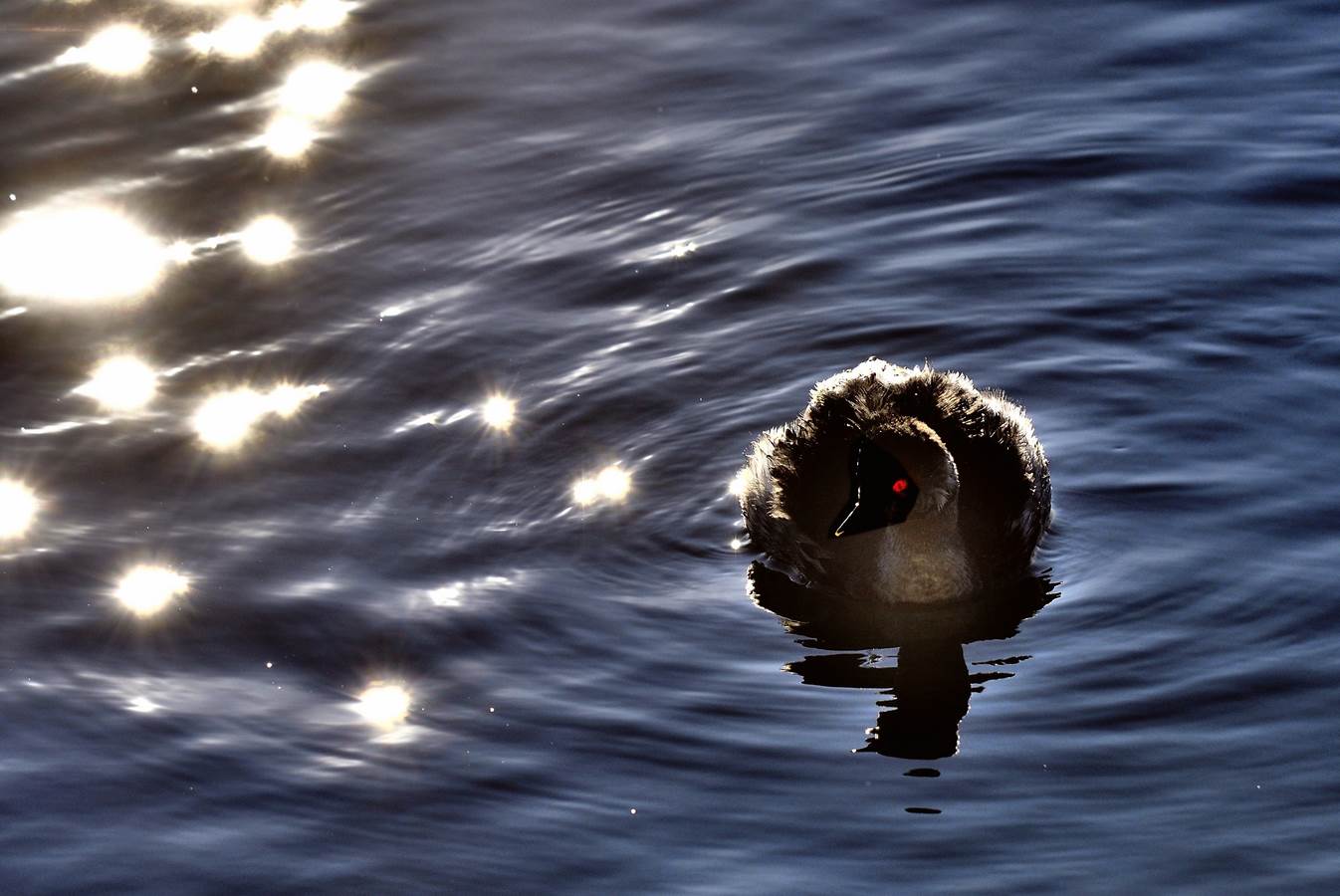 la costellazione dello Svasso Piccolo