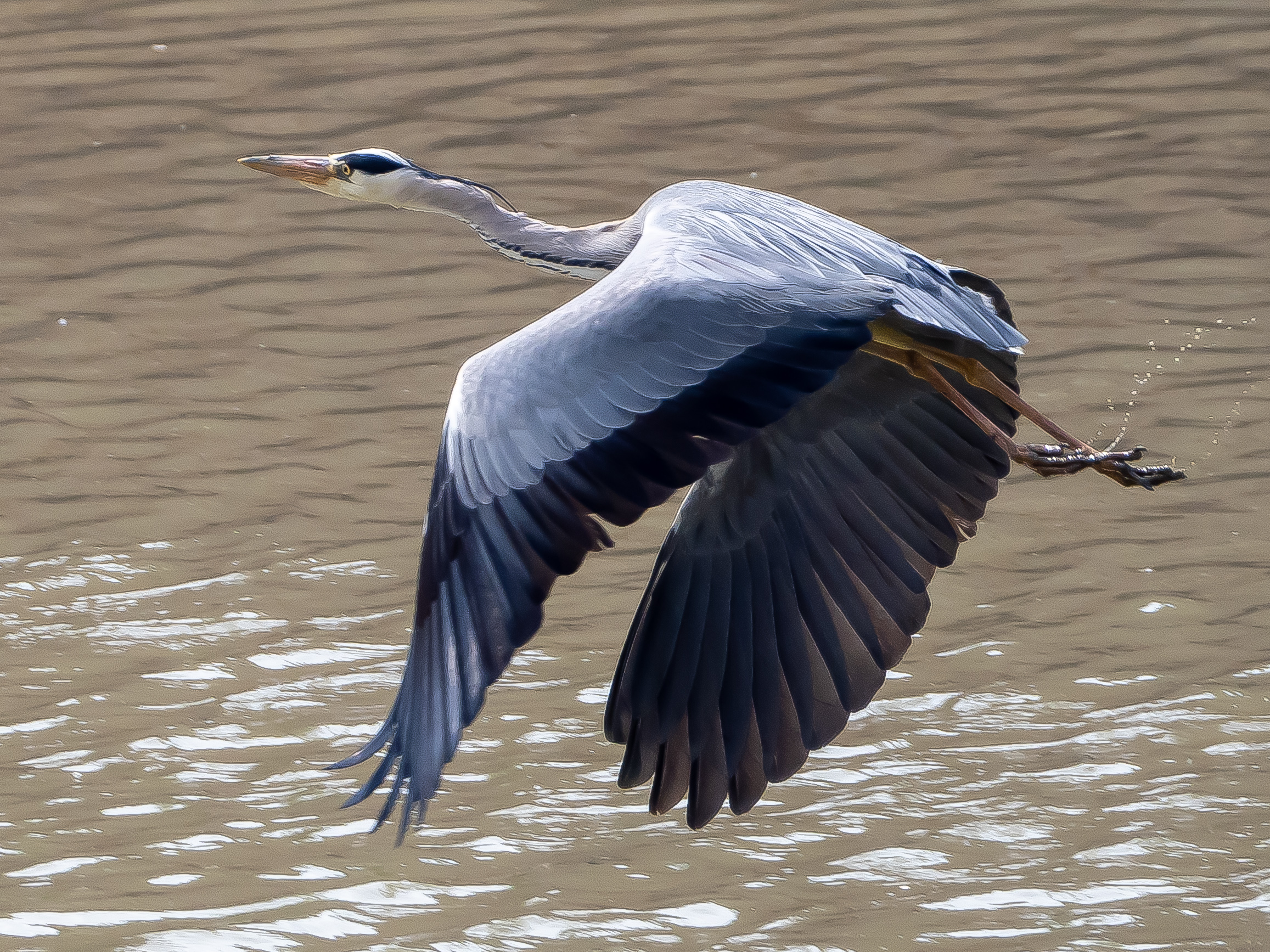 Ash heron