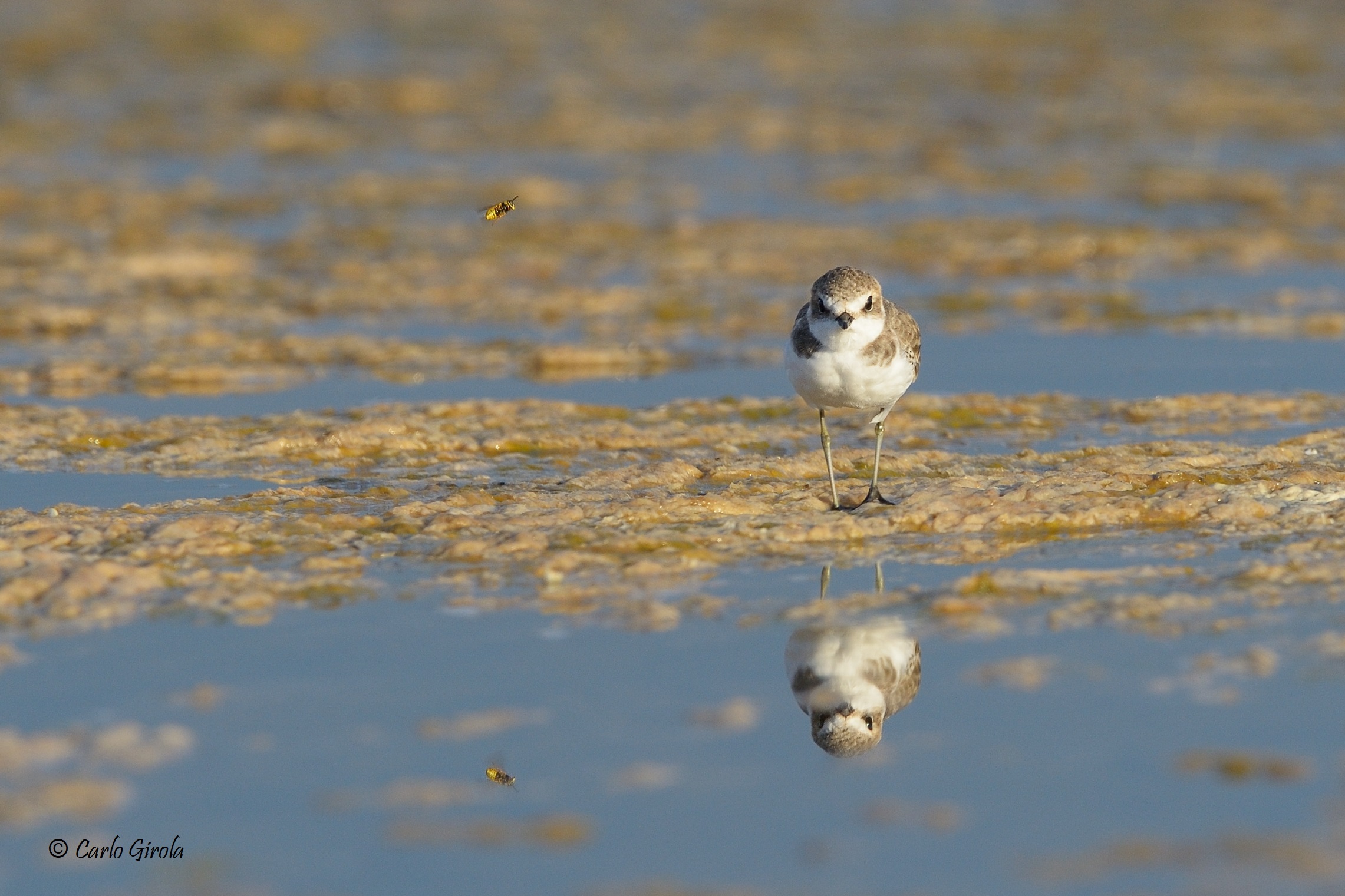 Fratino (Charadrius alexandrinus) e l'ape