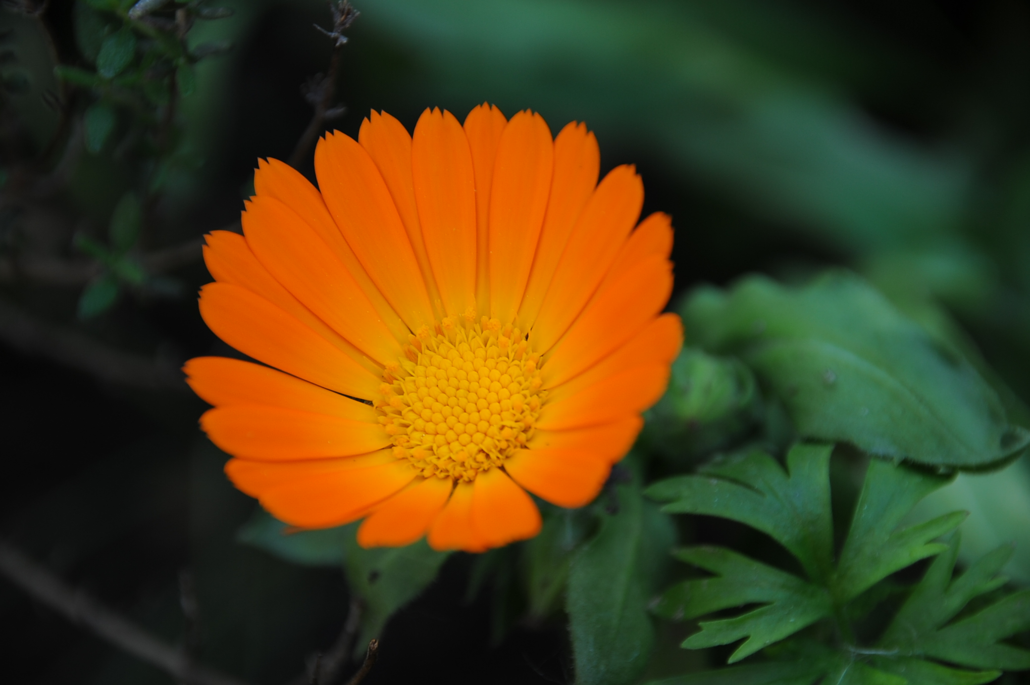 Calendula