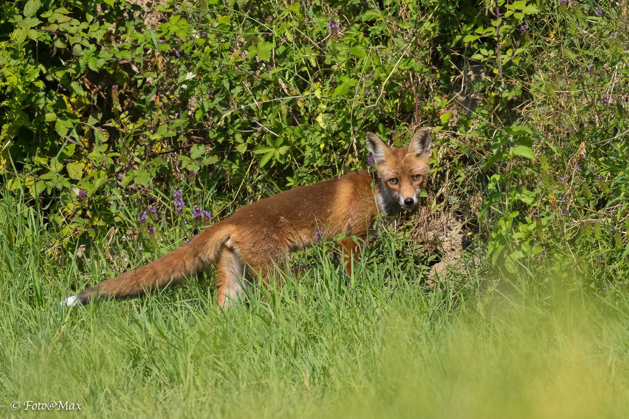 red fox