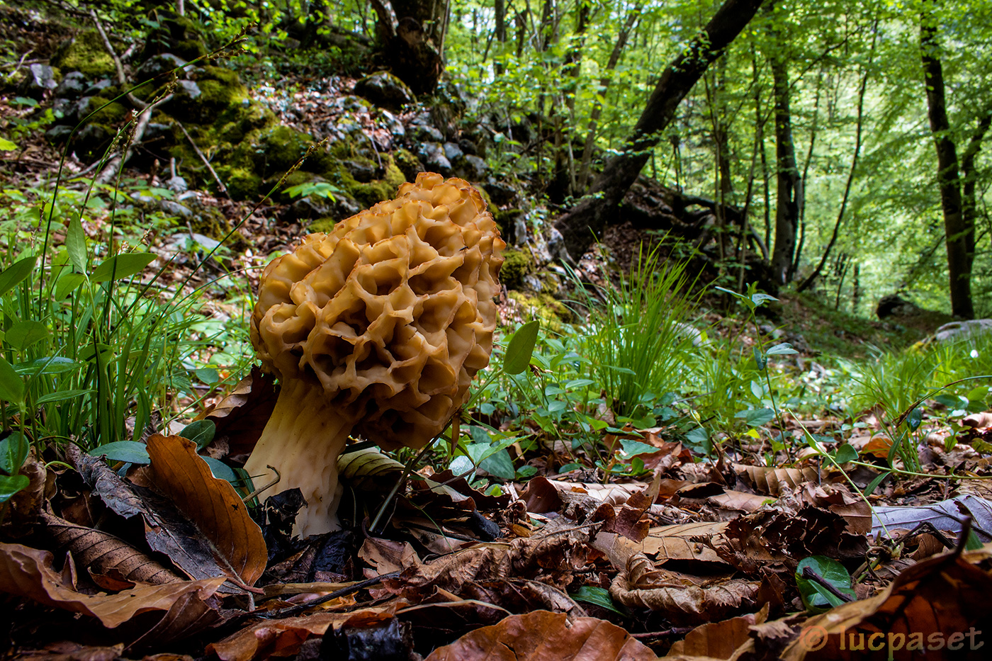 Morchella o spugnola