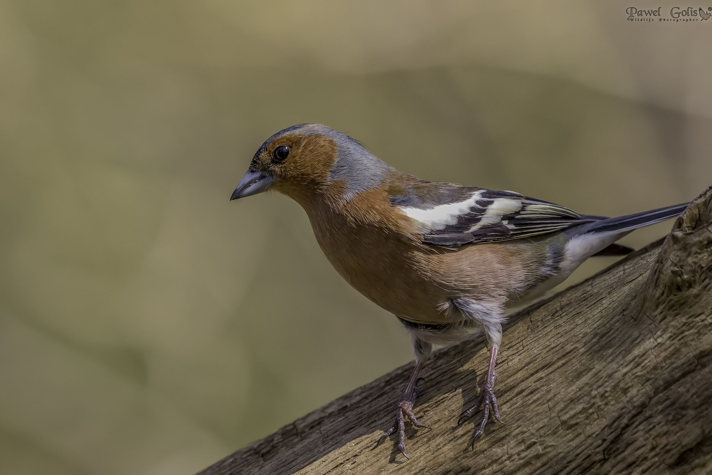 Chaffinch comune (Fringilla coelebs)