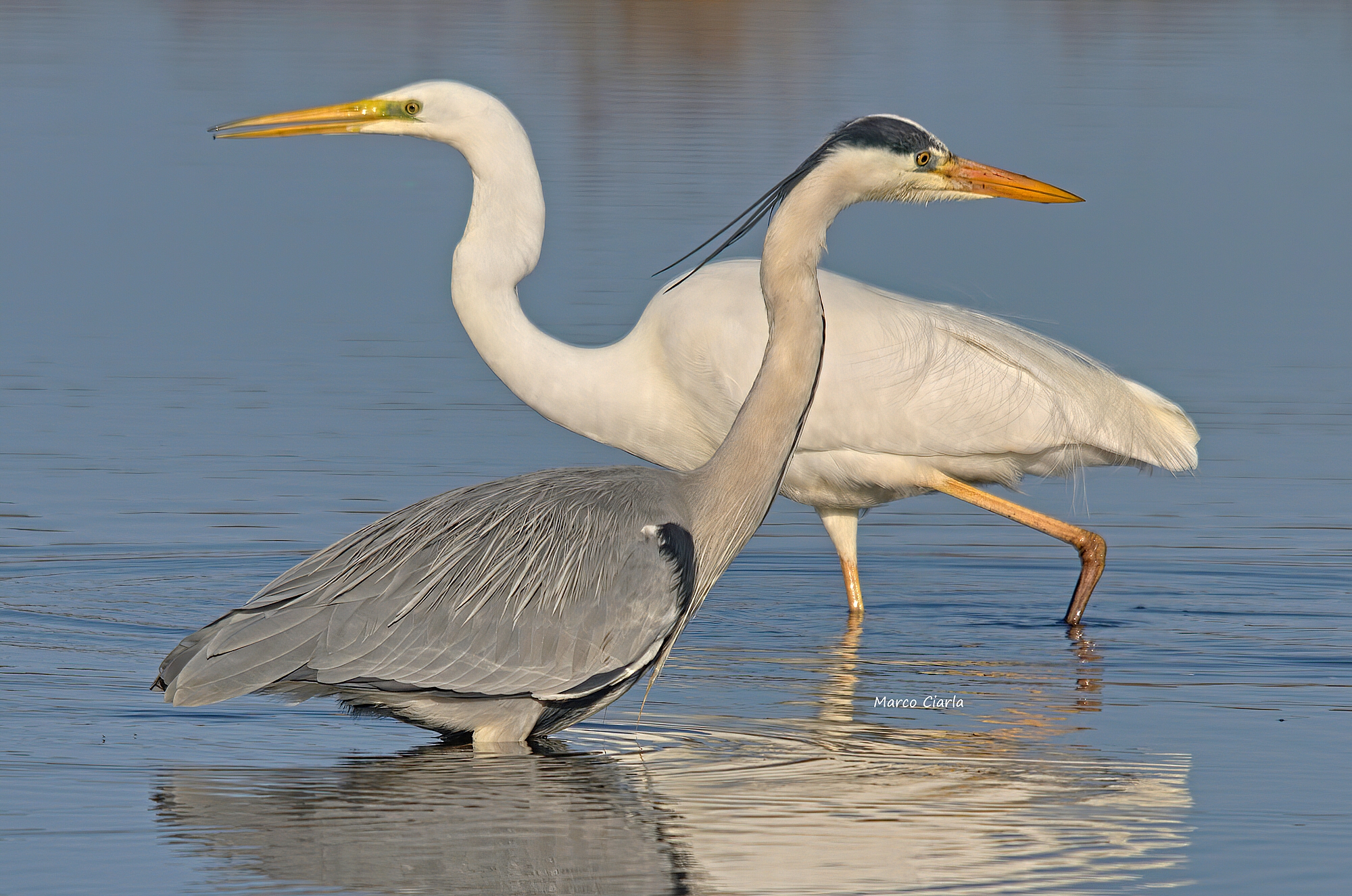 Herons