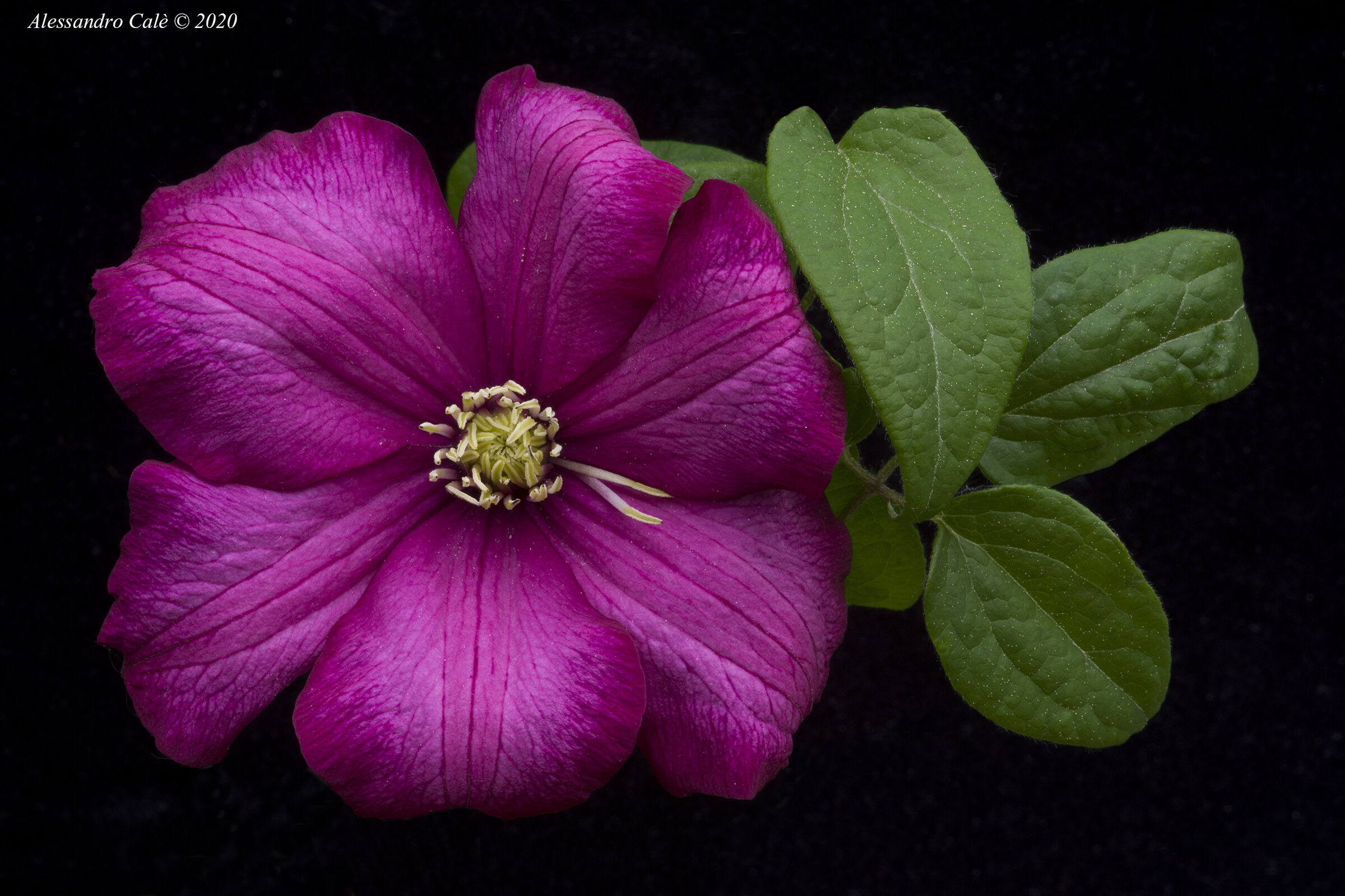 Clematis Ville de Lyon 5549