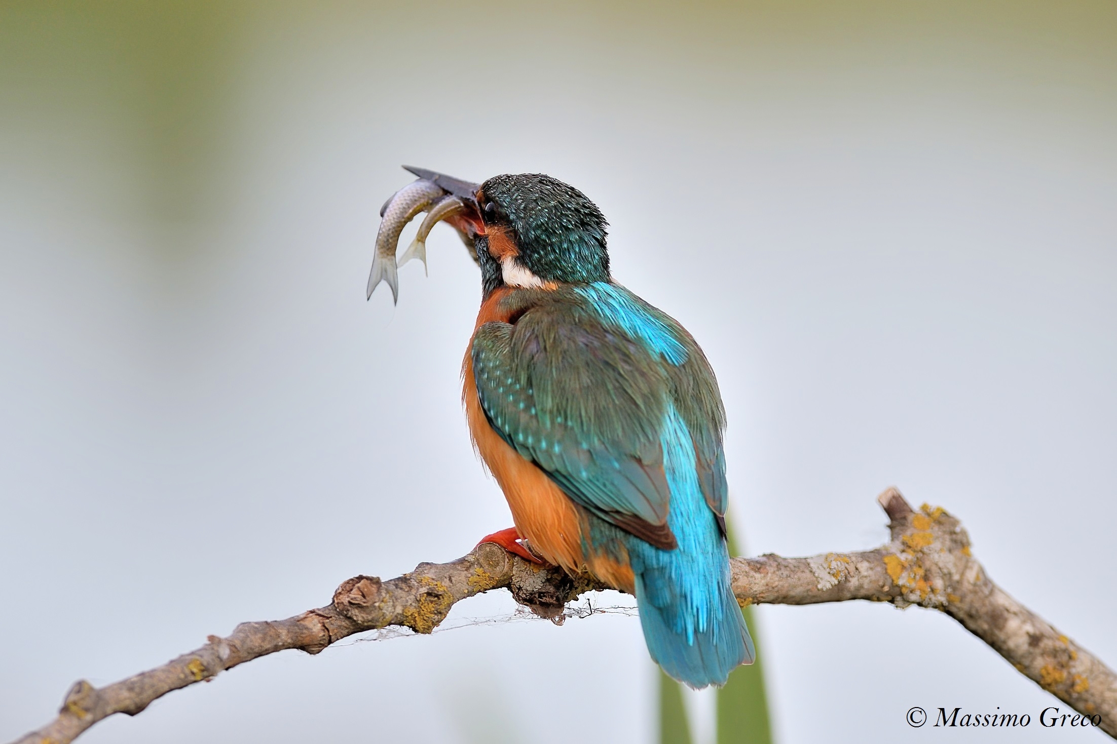 Martin pescatore - un nome azzeccato direi..