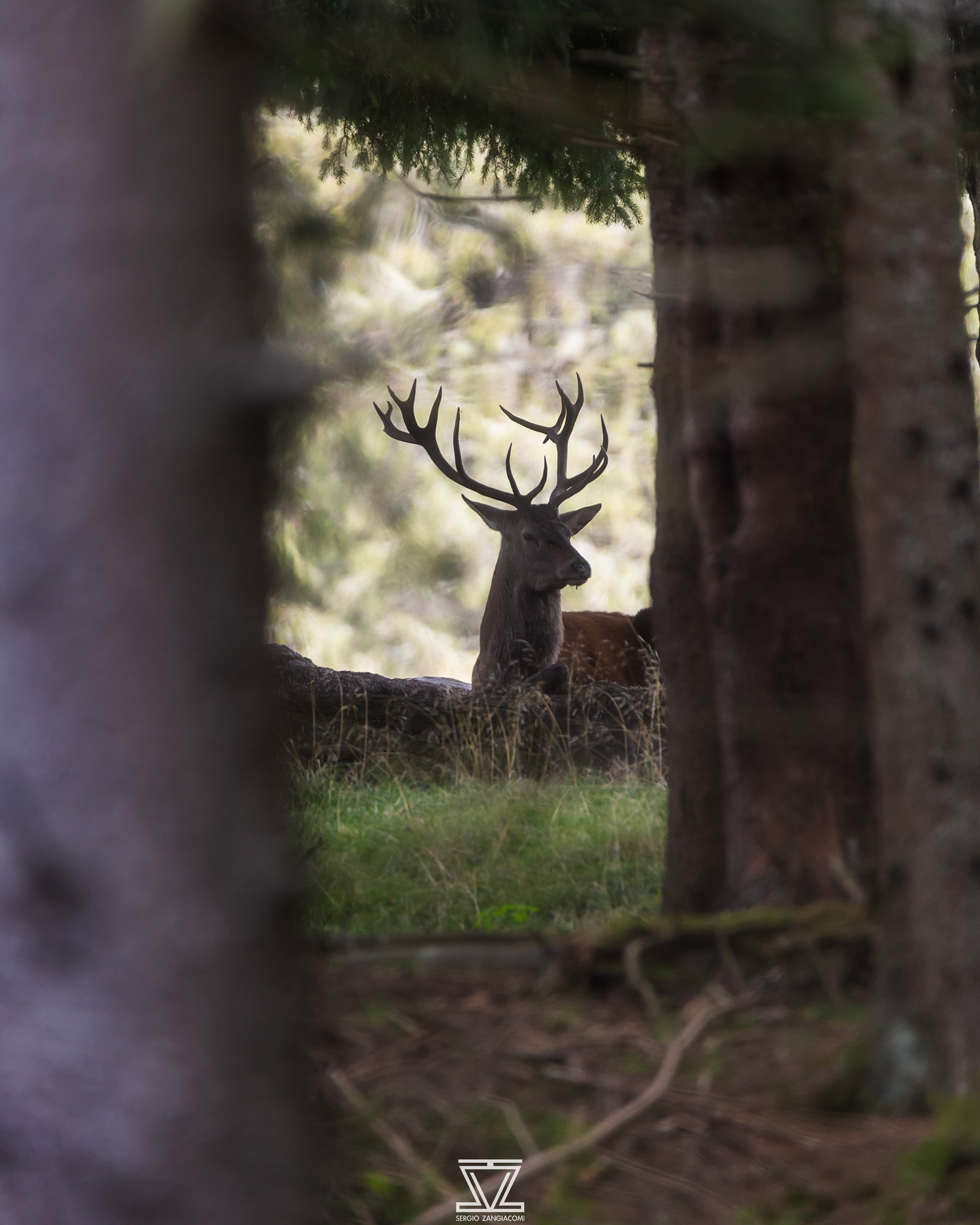 The King of the Forest