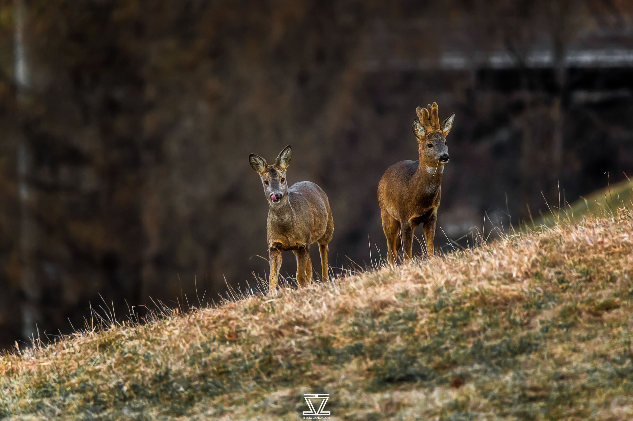 Sweet couple of roe deer
