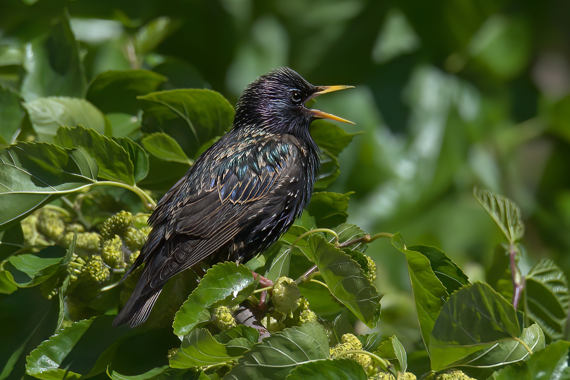 Storno (sturnus vulgaris )