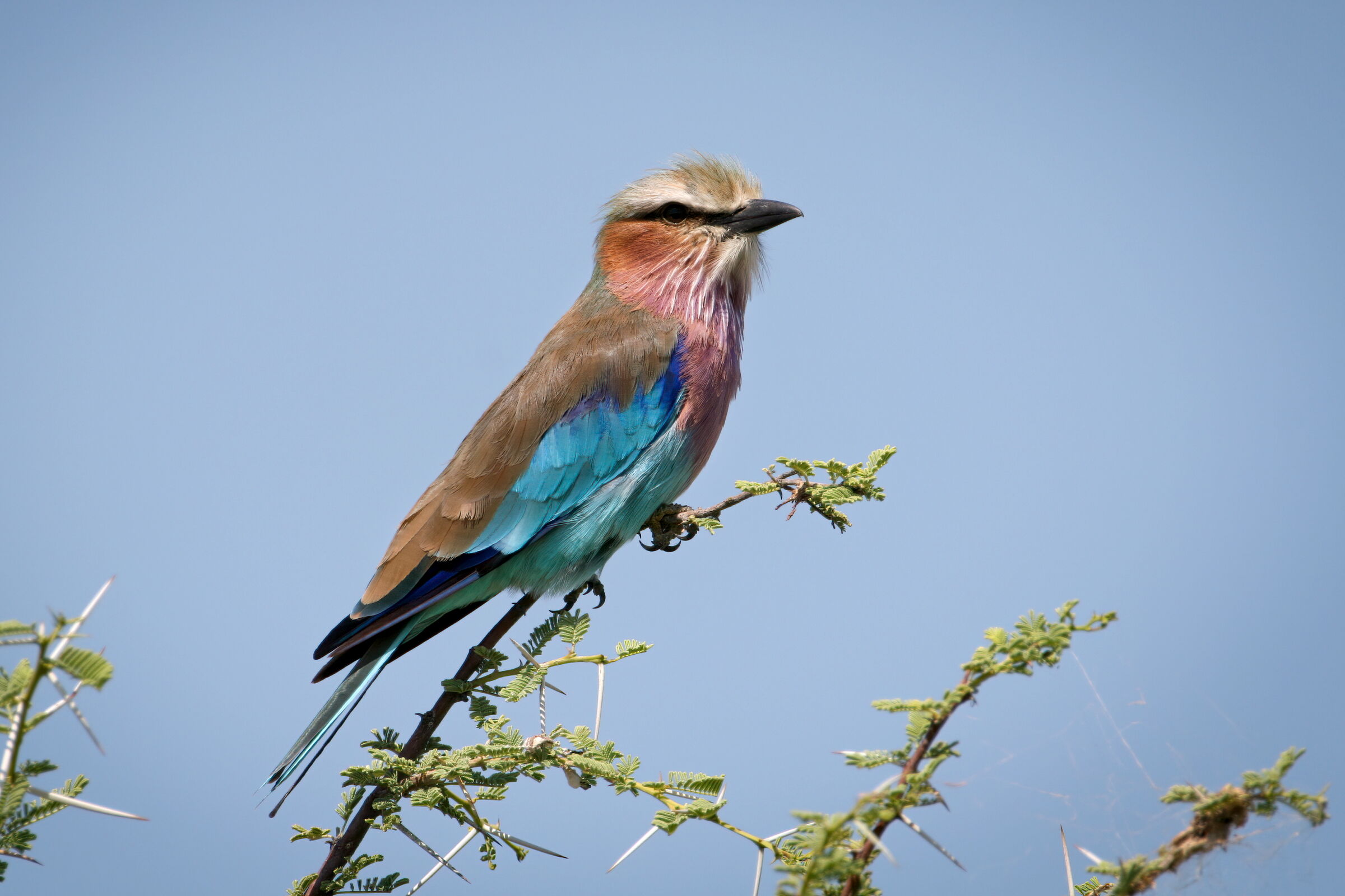 ghiandaia marina pettolilla (Coracias caudatus)
