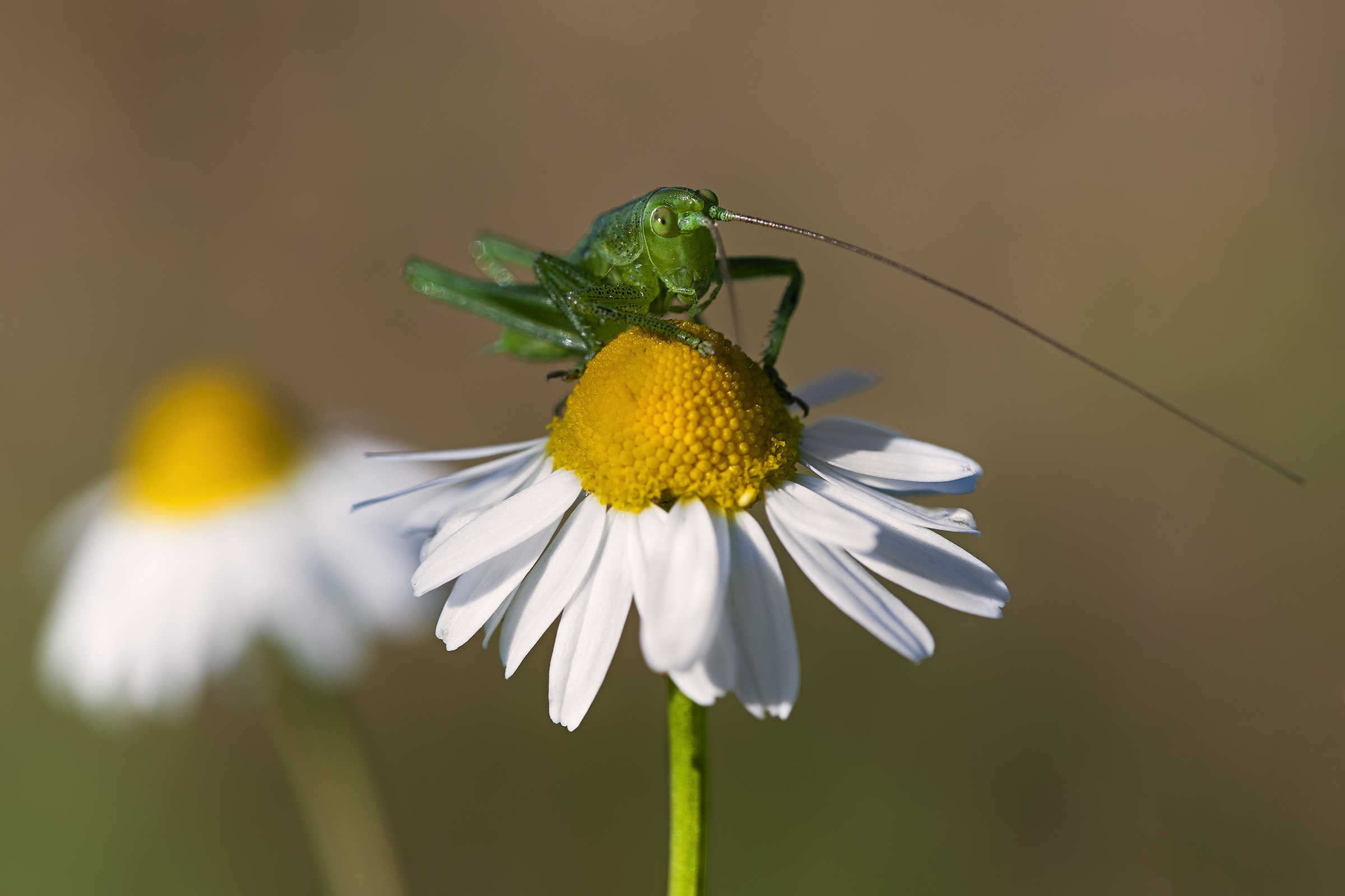 Chamomile knocks me down!