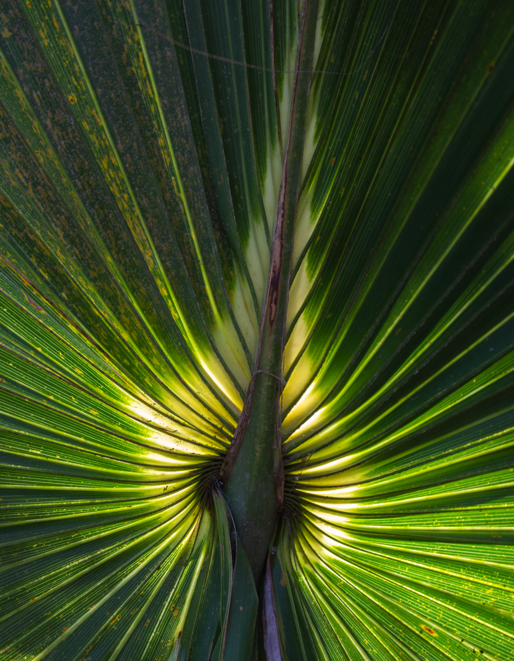 Back Lite-Palm Tree Leaf