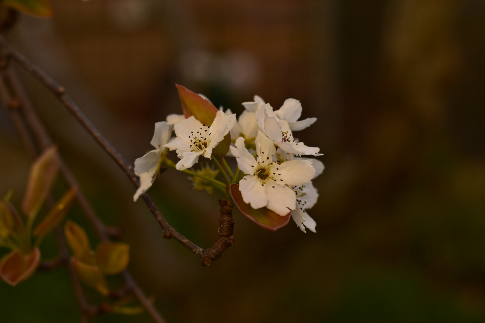 Stralci di primavera