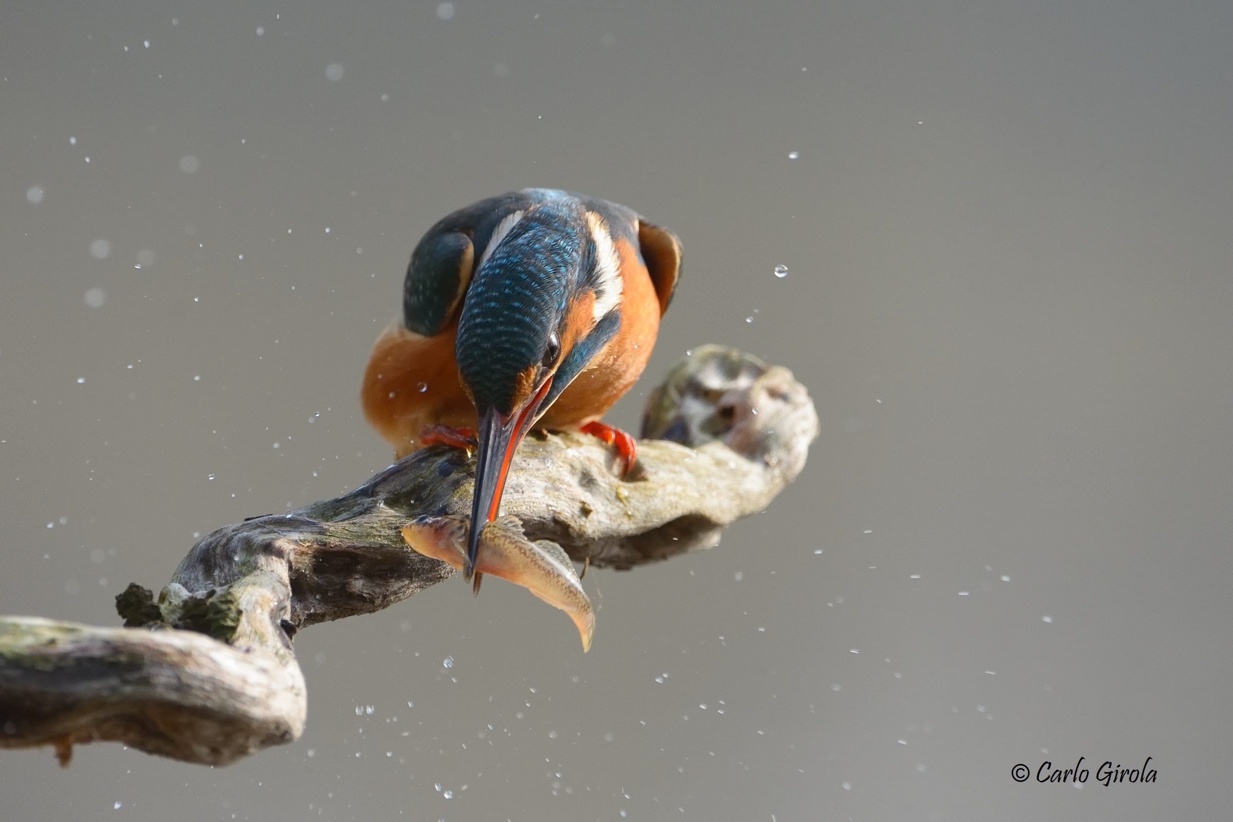 Martin pescatore (Alcedo atthis)