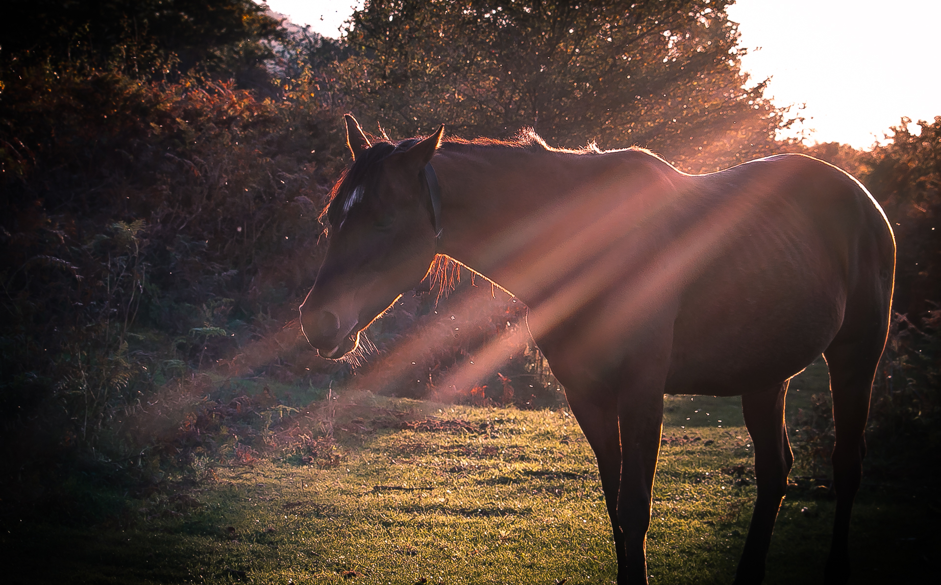 Horses symbolize freedom.