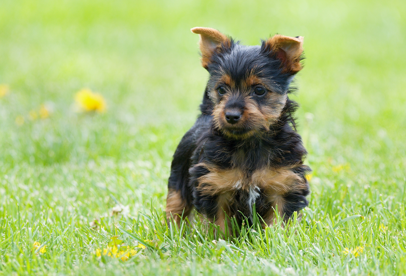 Australian Skil terier