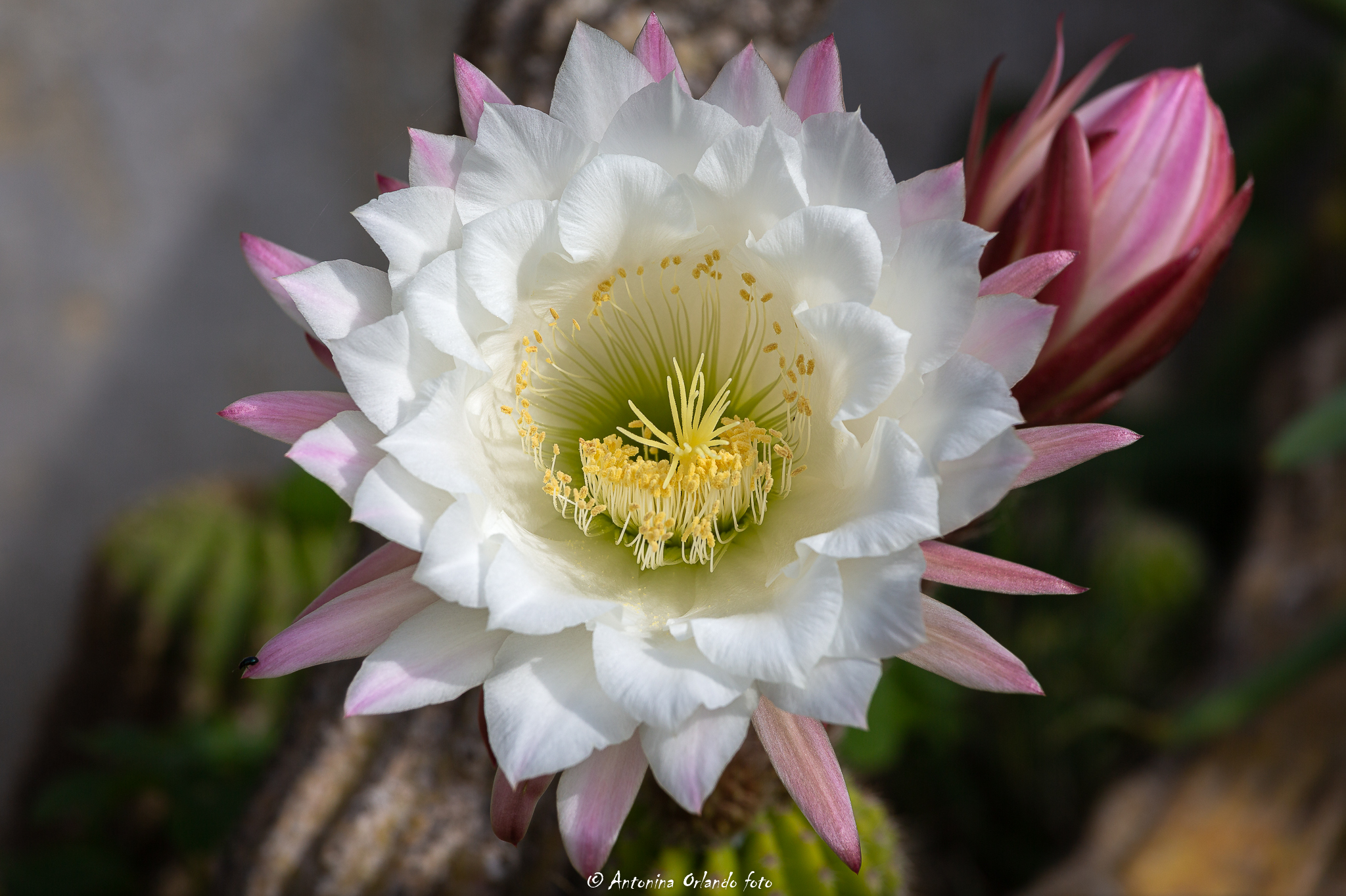 Un anno di attesa per un giorno di fioritura.