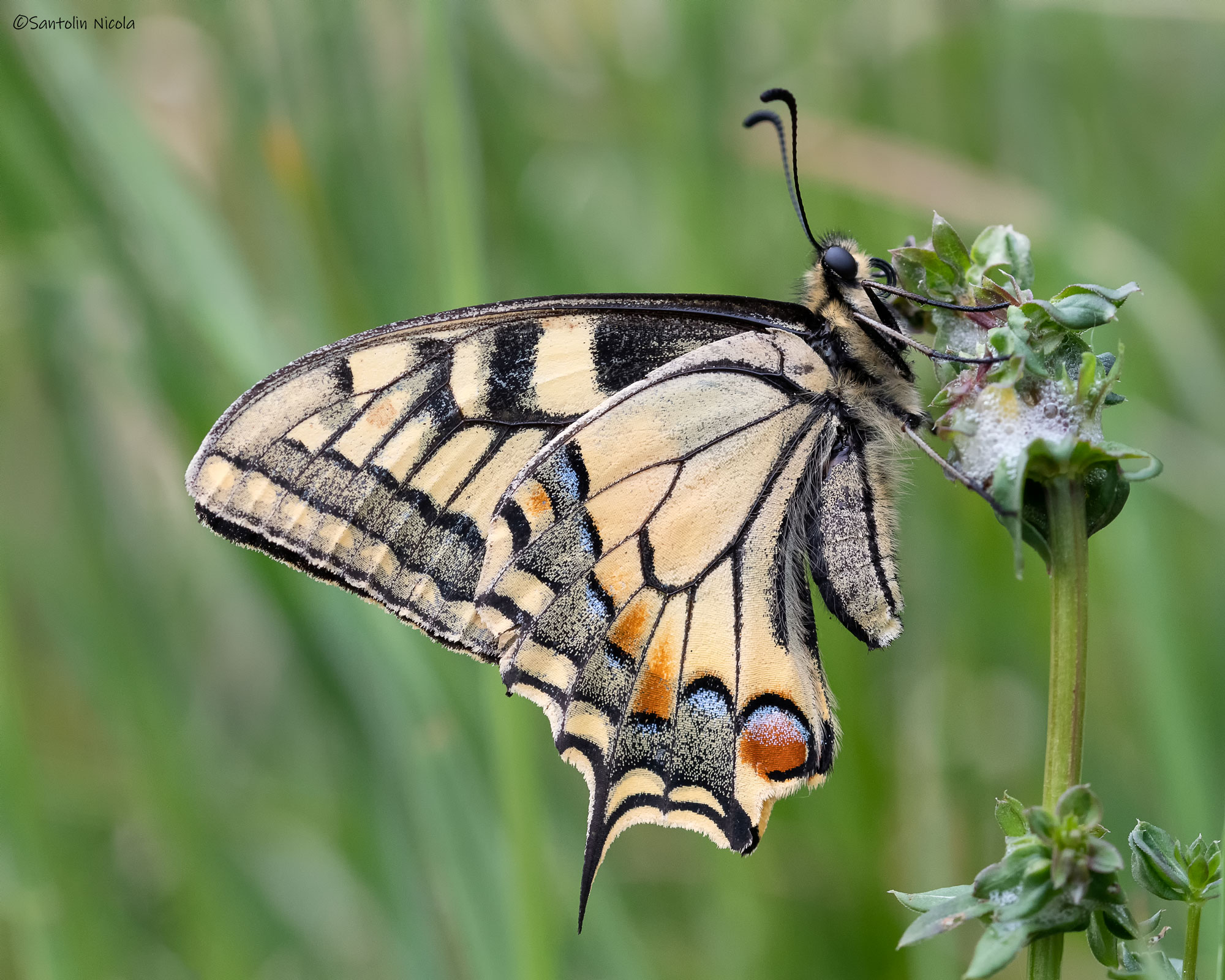 Swallowtail.