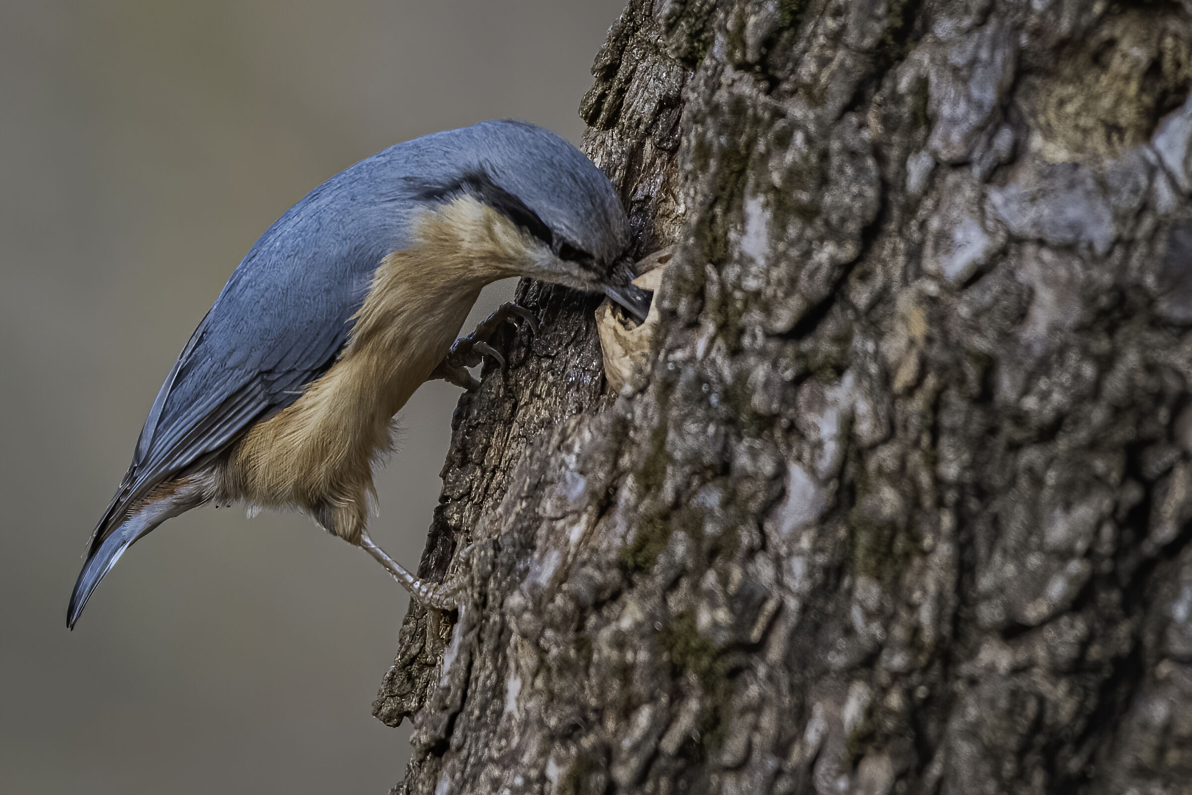 The woodpecker and the walnut