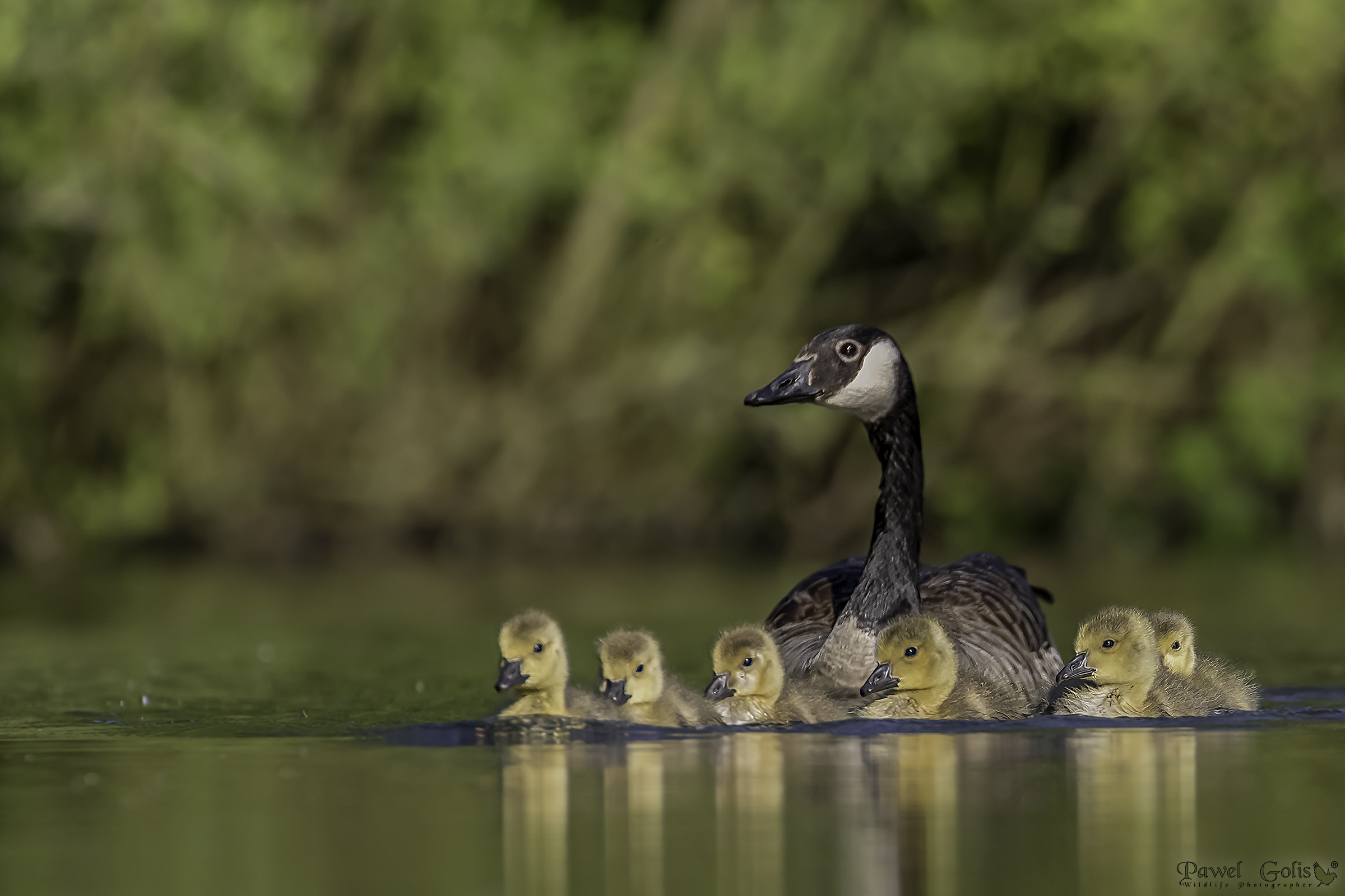 Oca canadese (Branta canadensis)