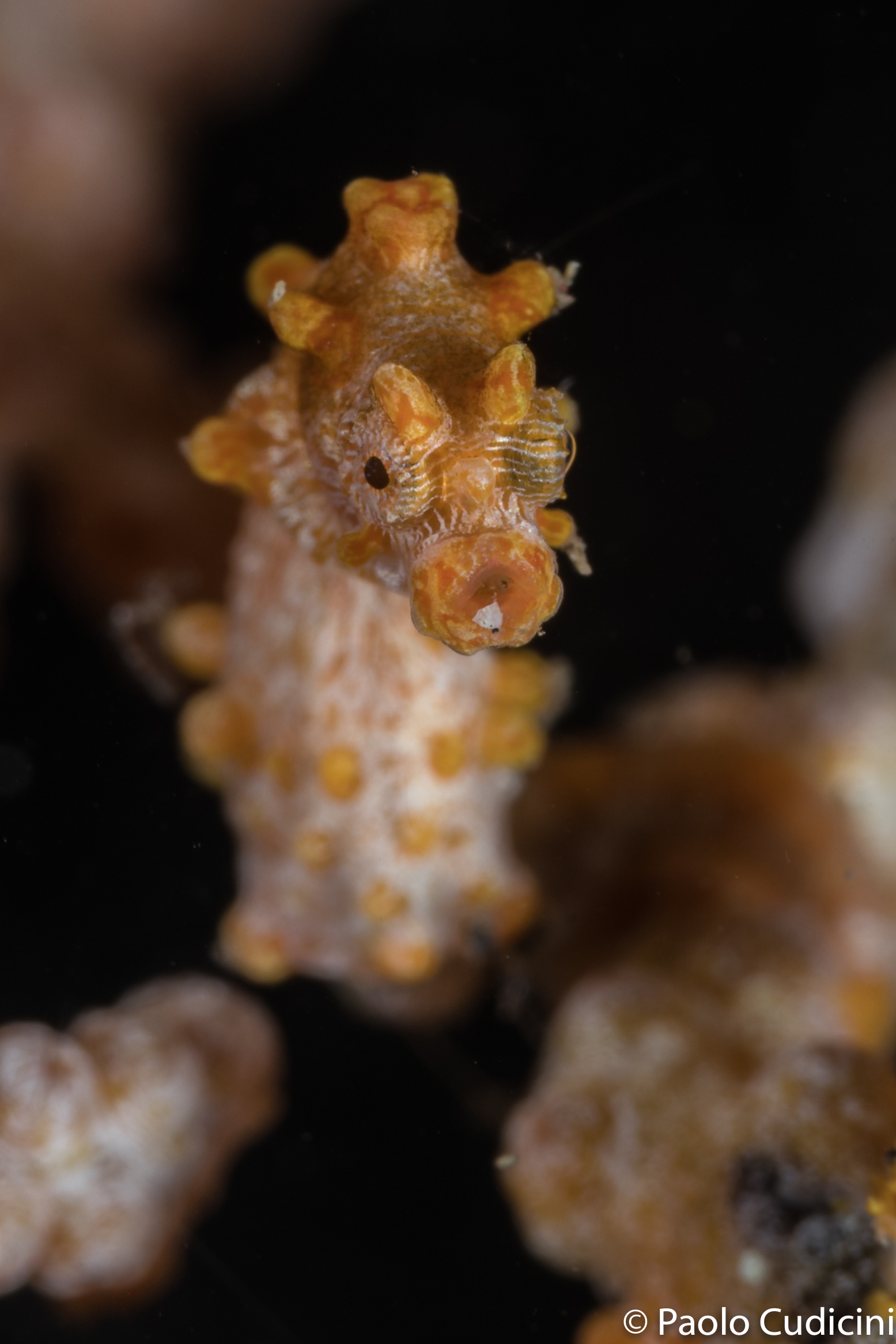 Pygmy Seahorse. Hyppocampus bargibanti. Lembeh