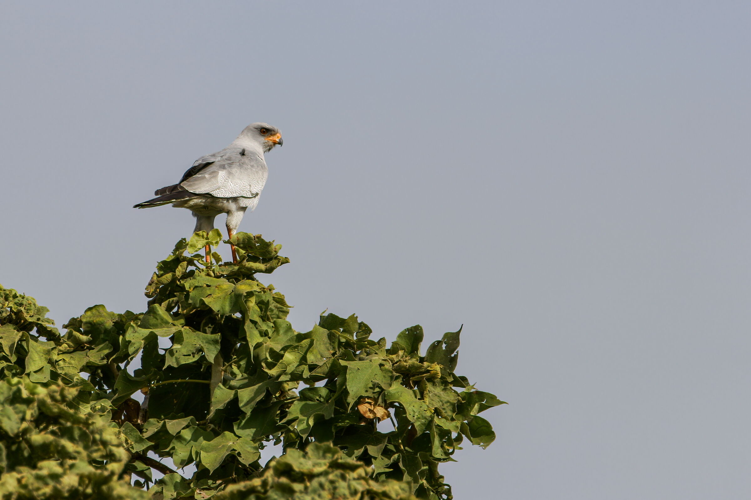 astore cantante pallido