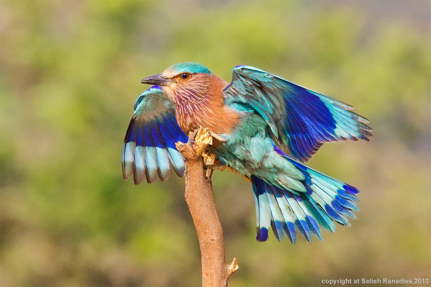 Indian Roller Landing.