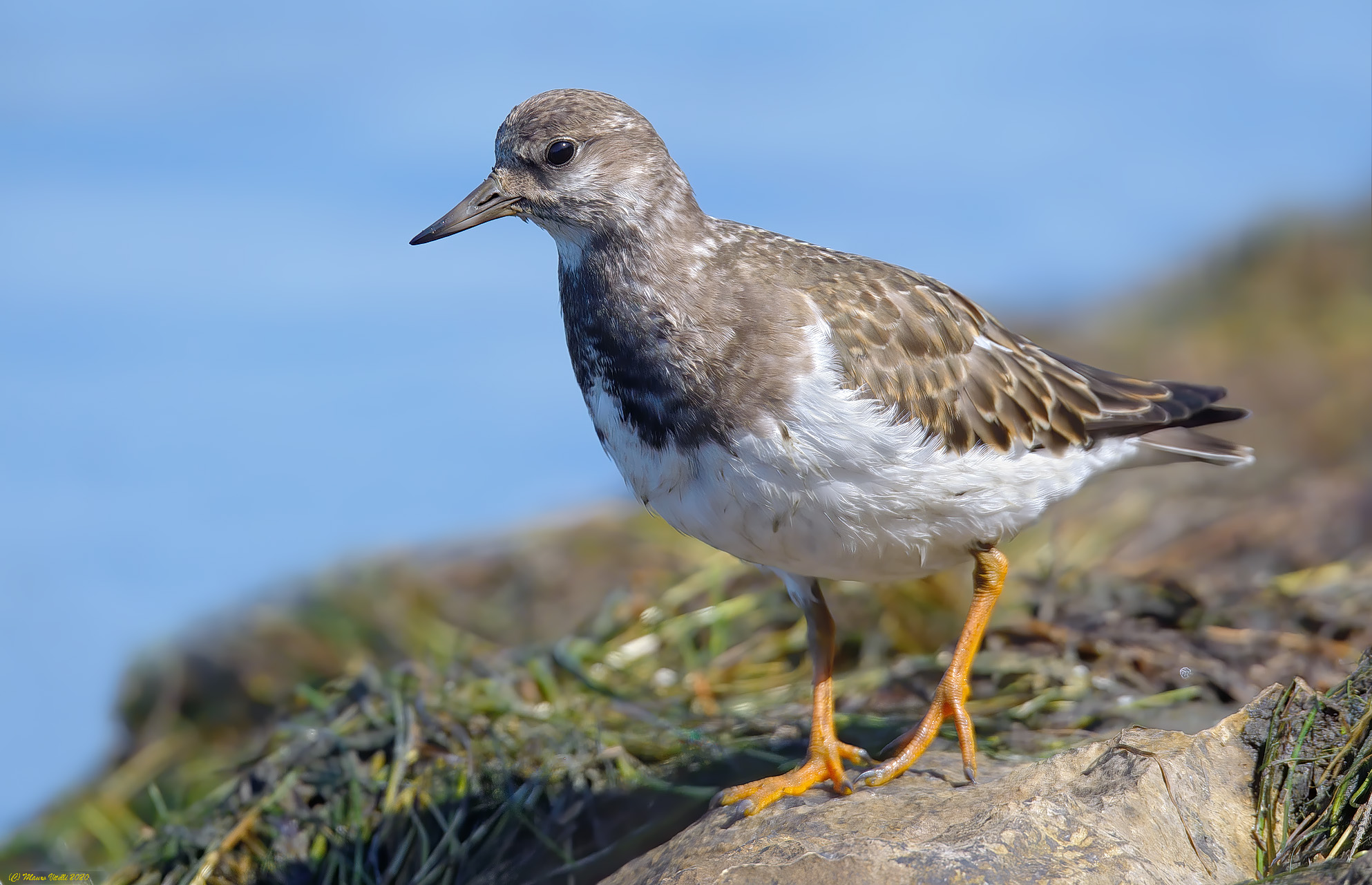 Voltapietre (Arenaria interpres)