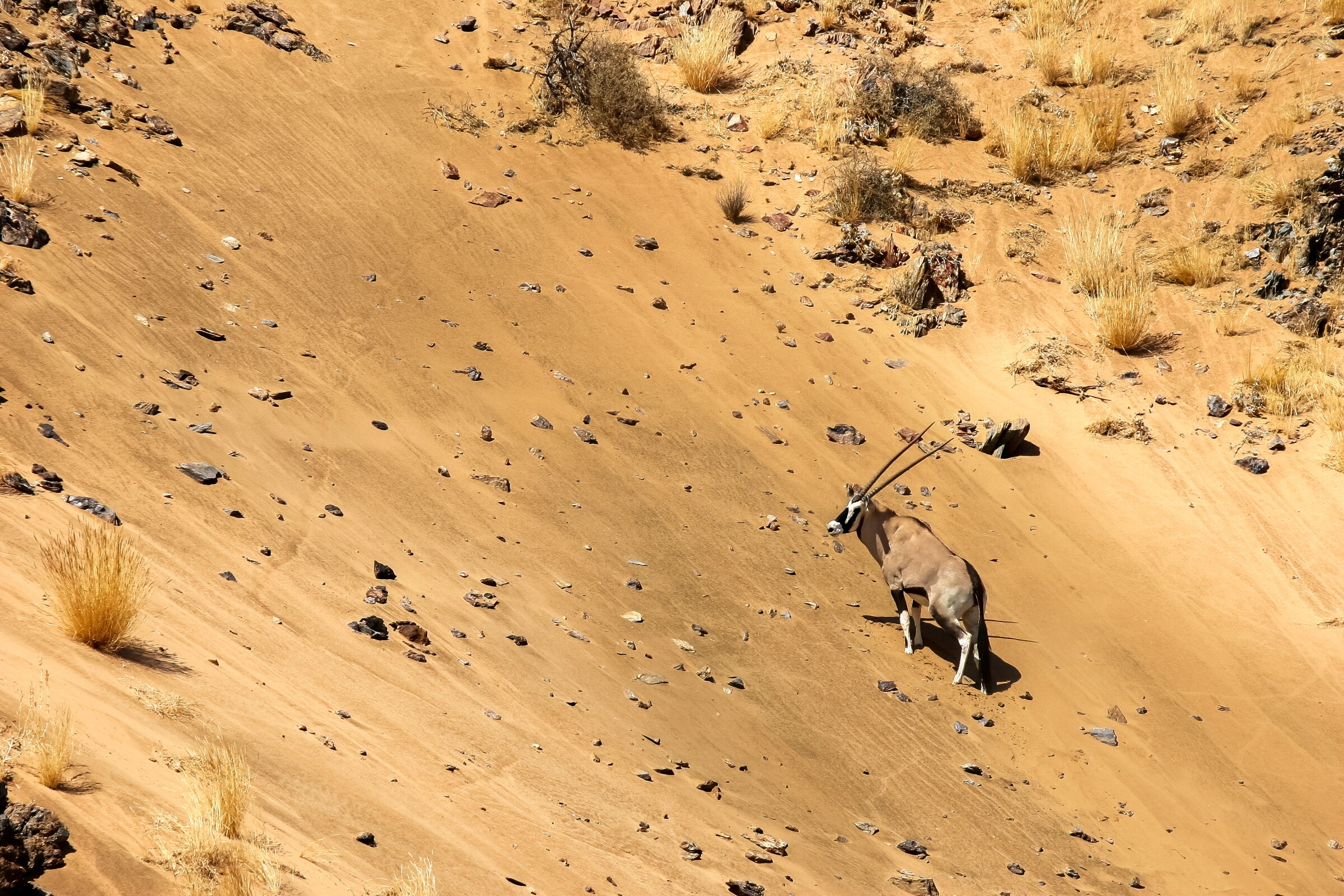 symbol of Damaraland