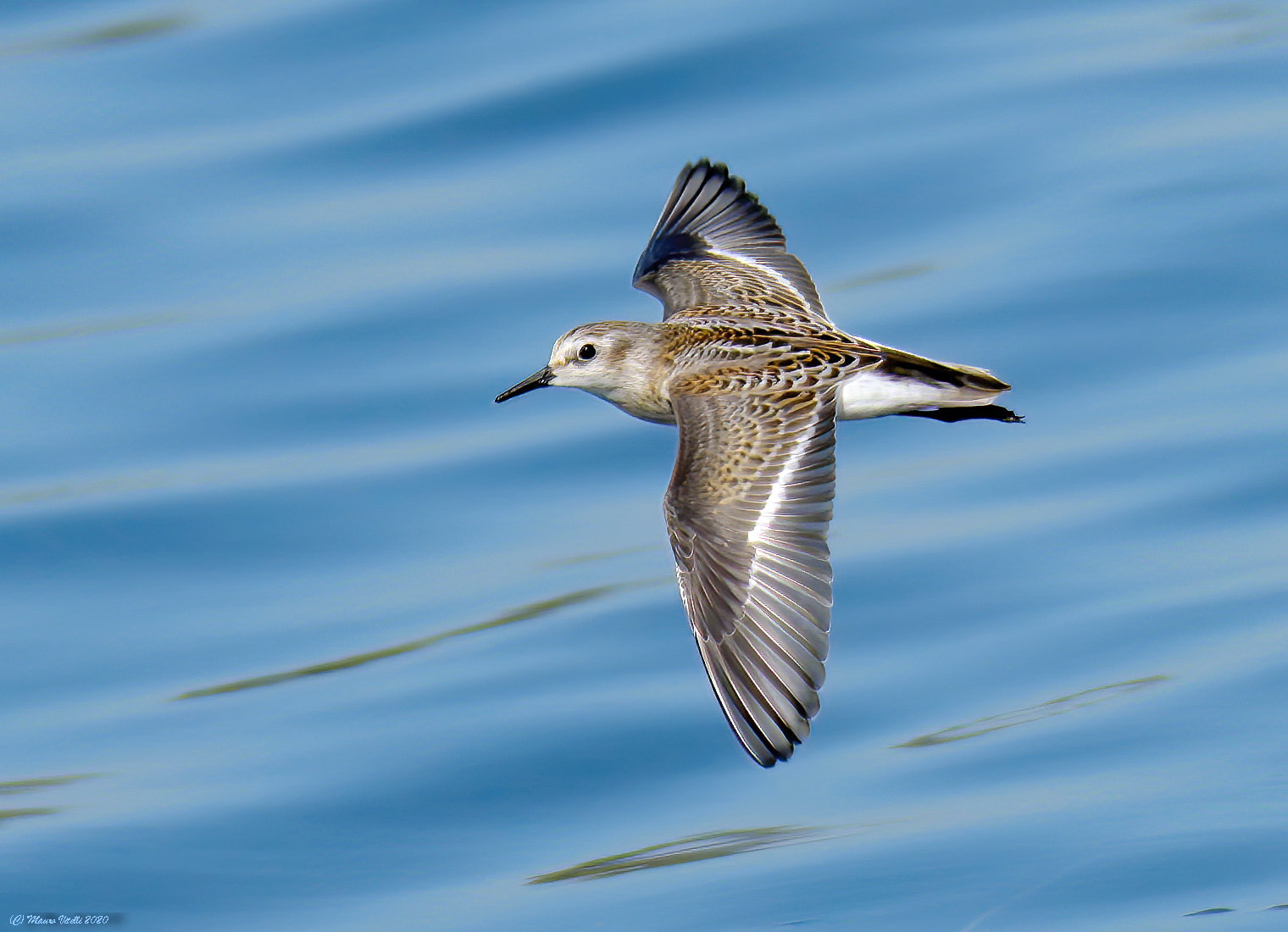 Common Gambechio (Calidris Minuta)