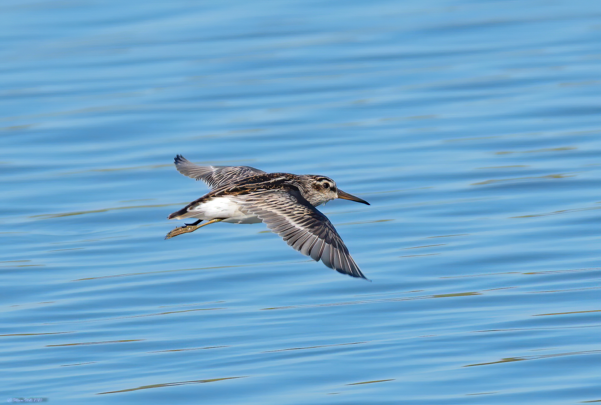 Gambecchio Frullino (Limicola falcinellus)