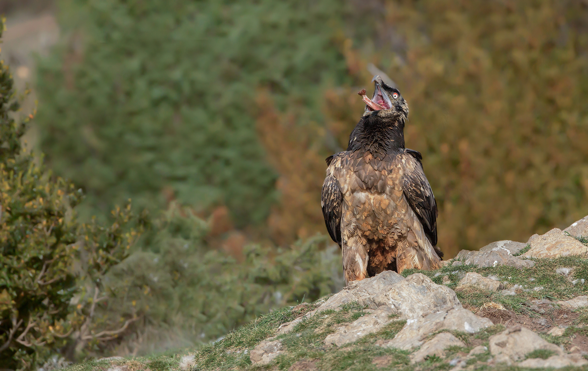 gipeto ingoia l'osso