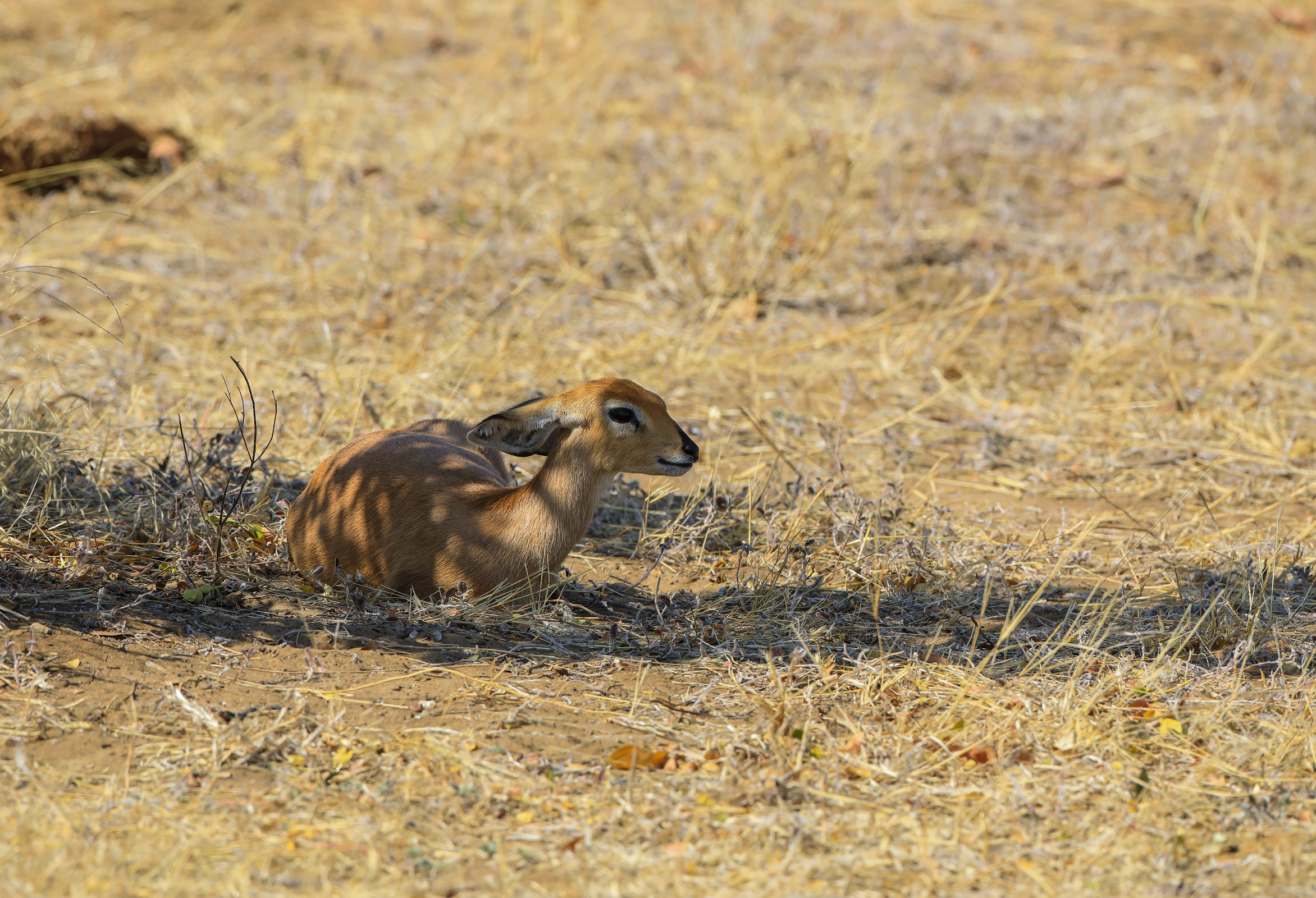 Steenbok