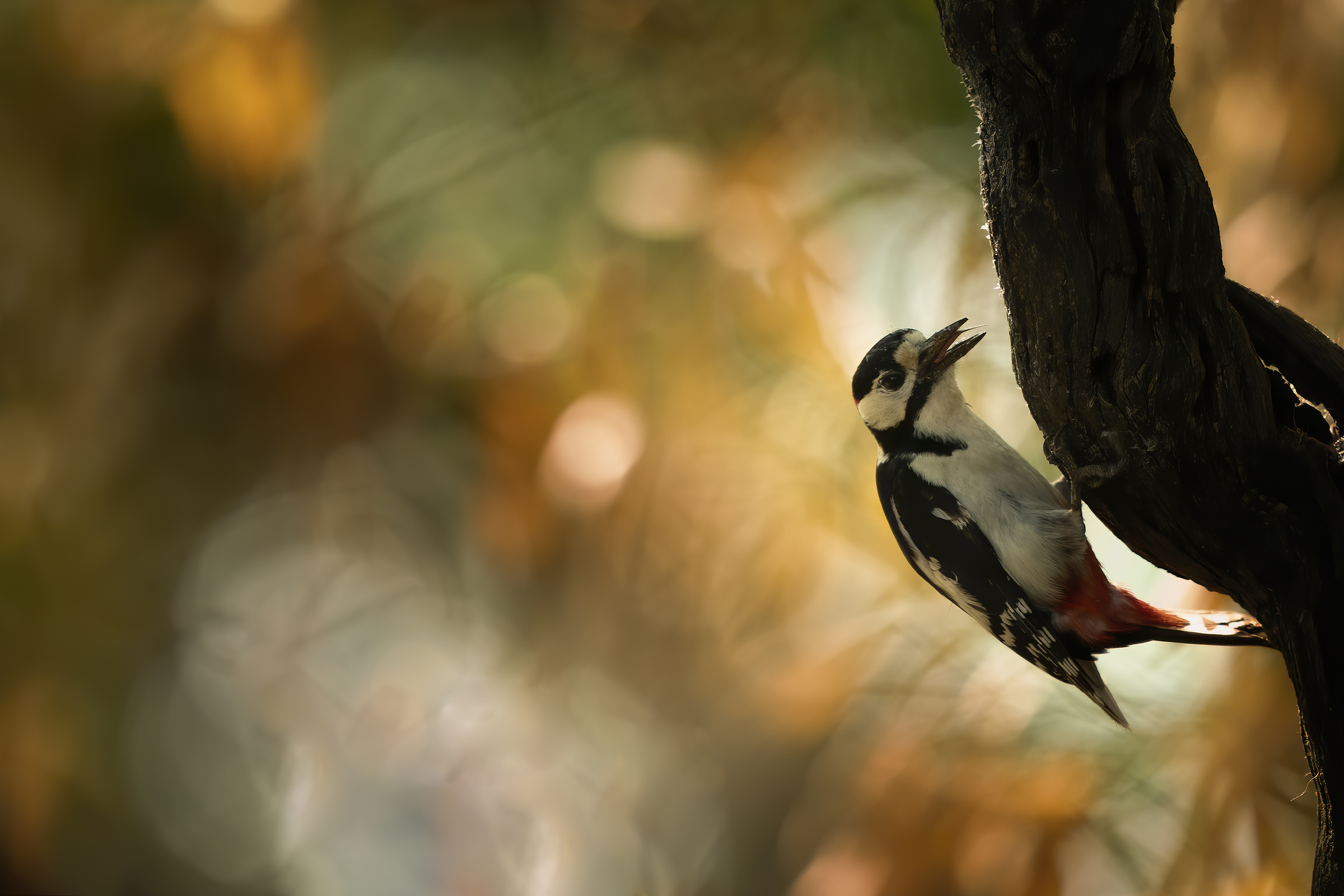 major red woodpecker