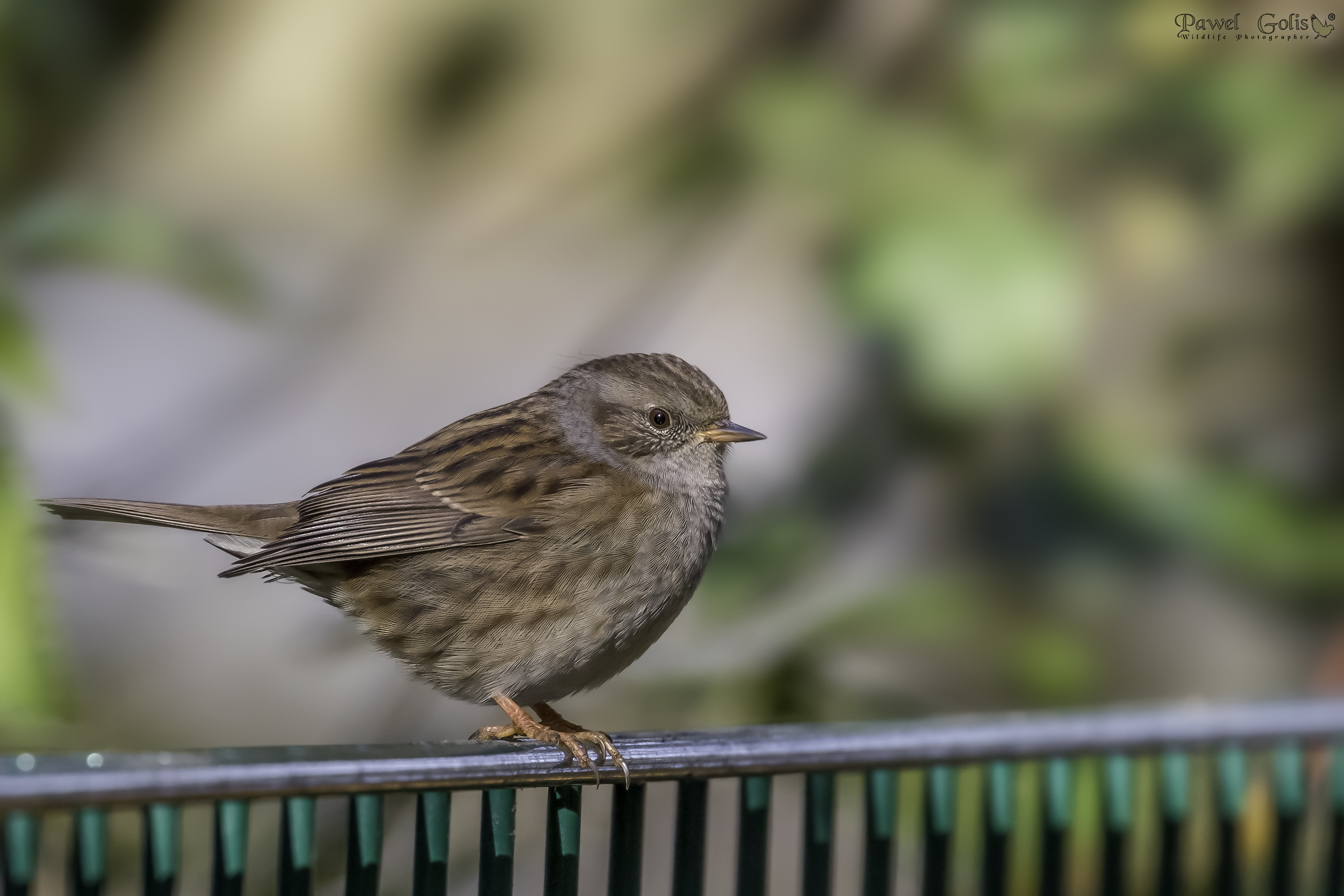 Dunnock (Prunella modularis)