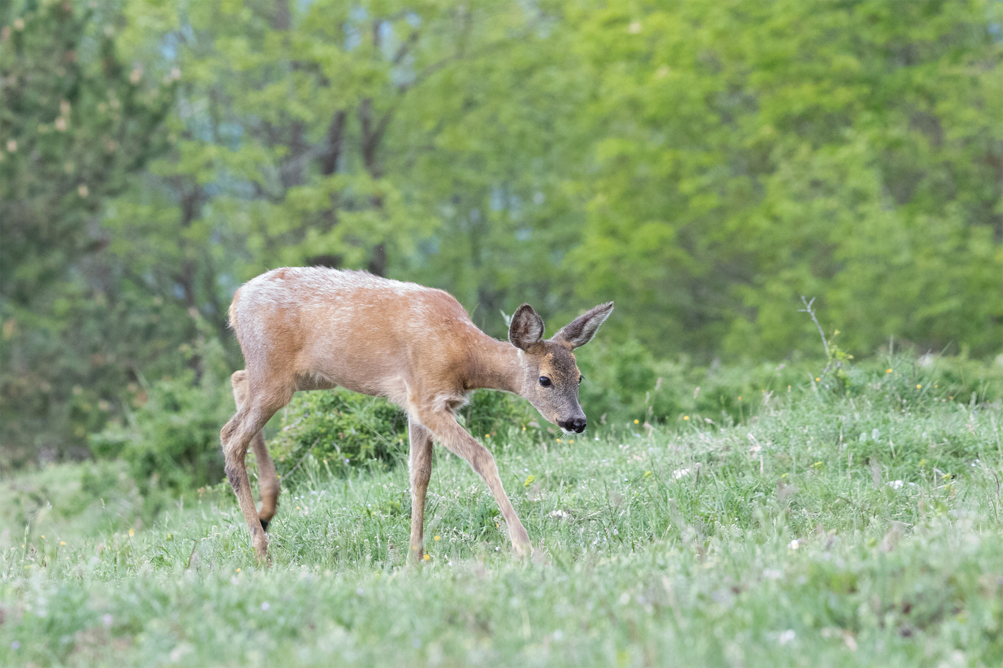 Capriolo durante la muta estiva