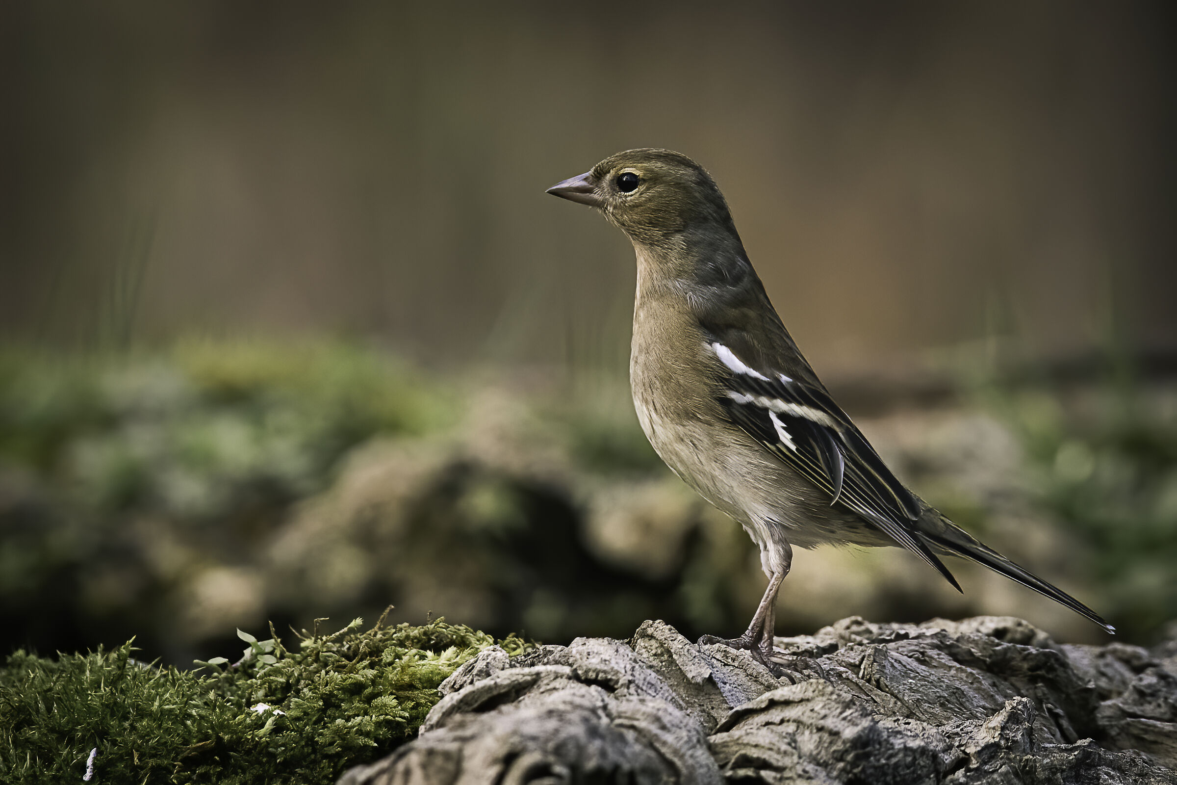 Chaffinch
