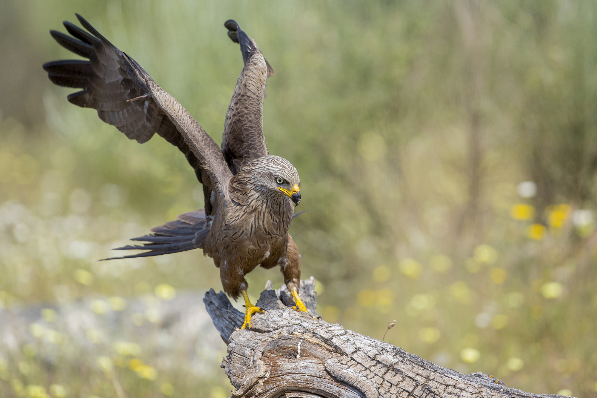 nibbio in campo fiorito