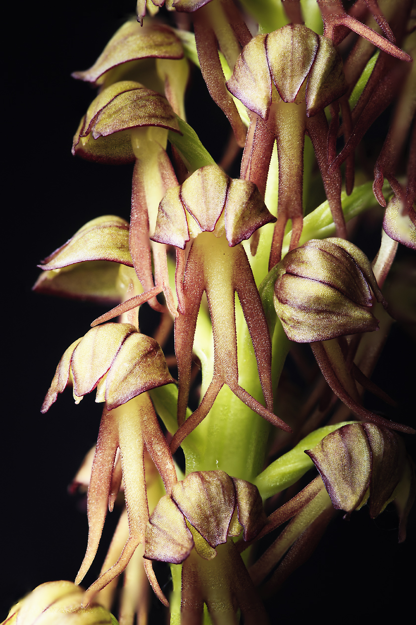 Orchis anthropophora